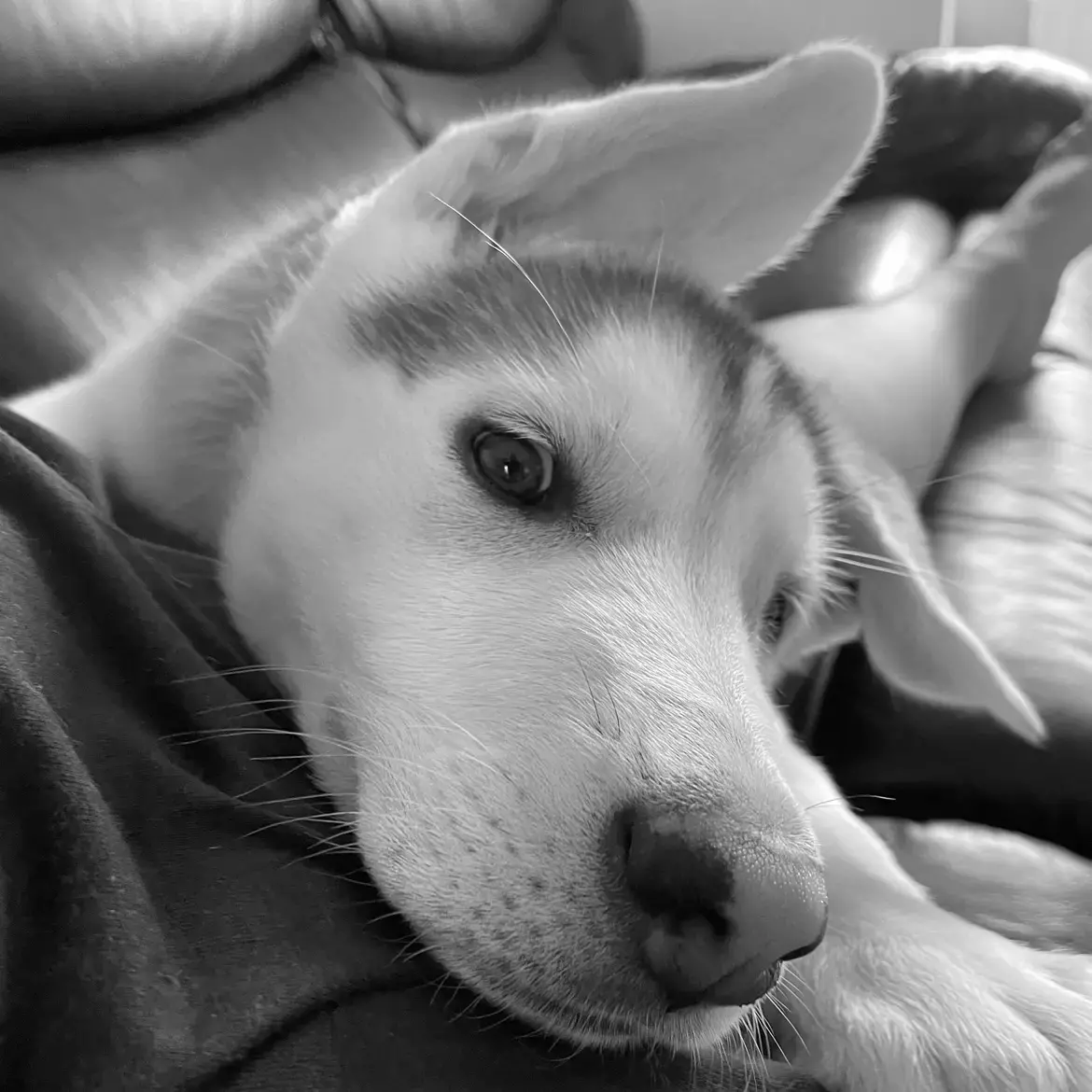 Siberian Husky