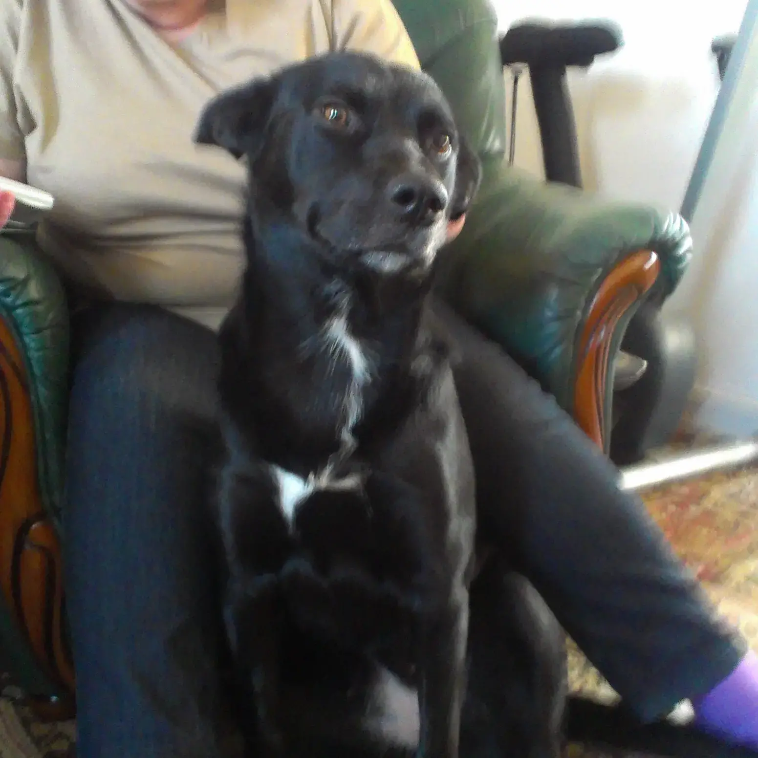 Labrador Retriever