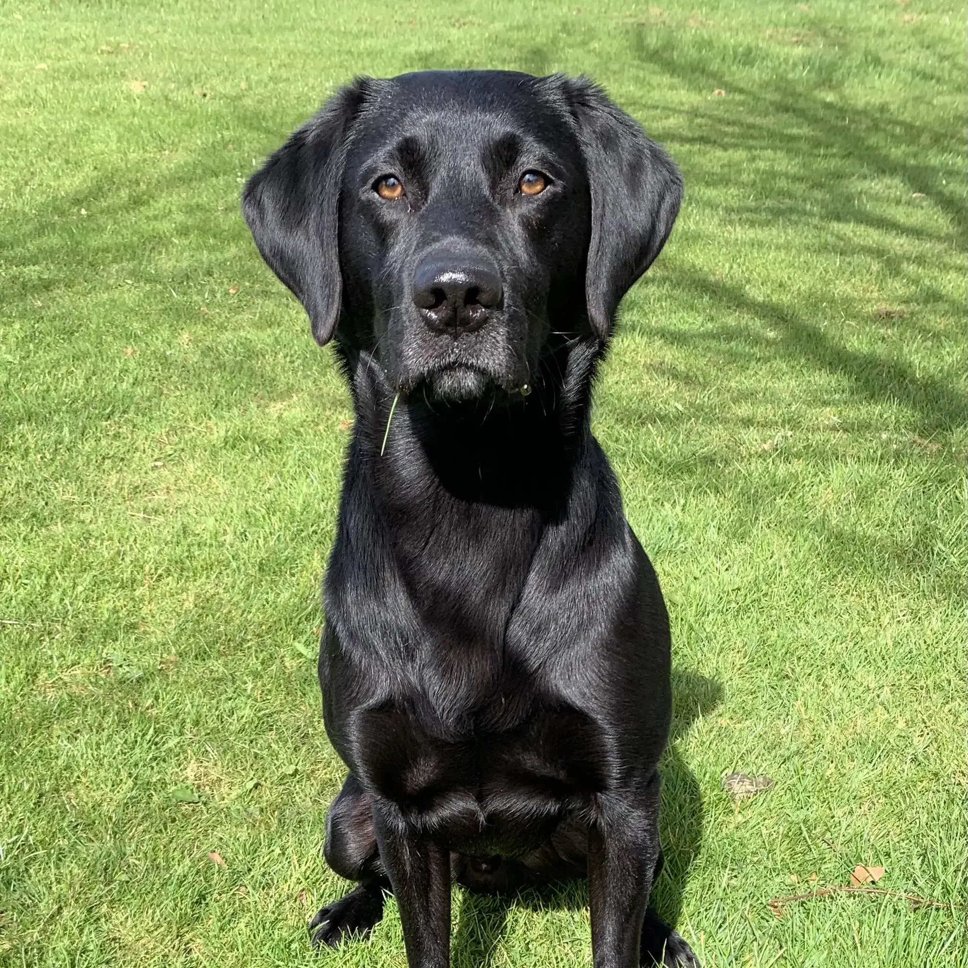 Get To Know Milo Labrador Retriever Purina