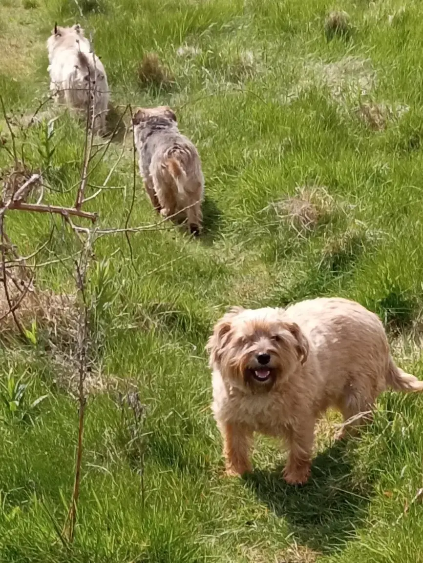 Yorkshire Terrier