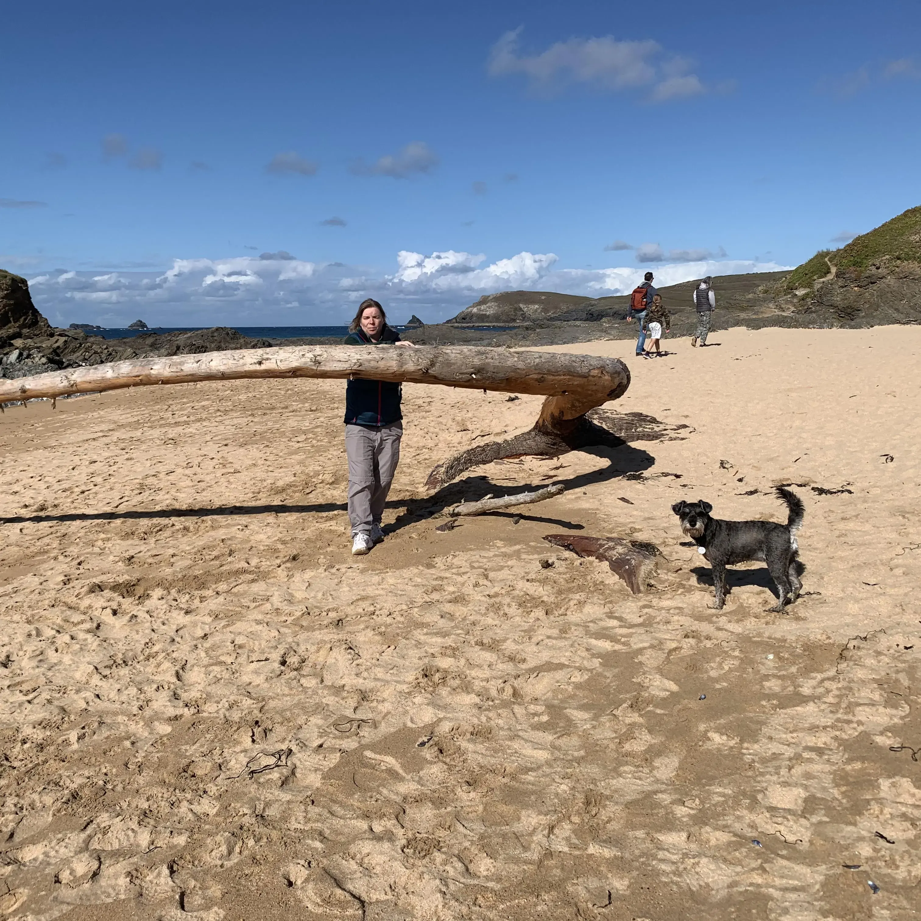 Schnauzer (Miniature)