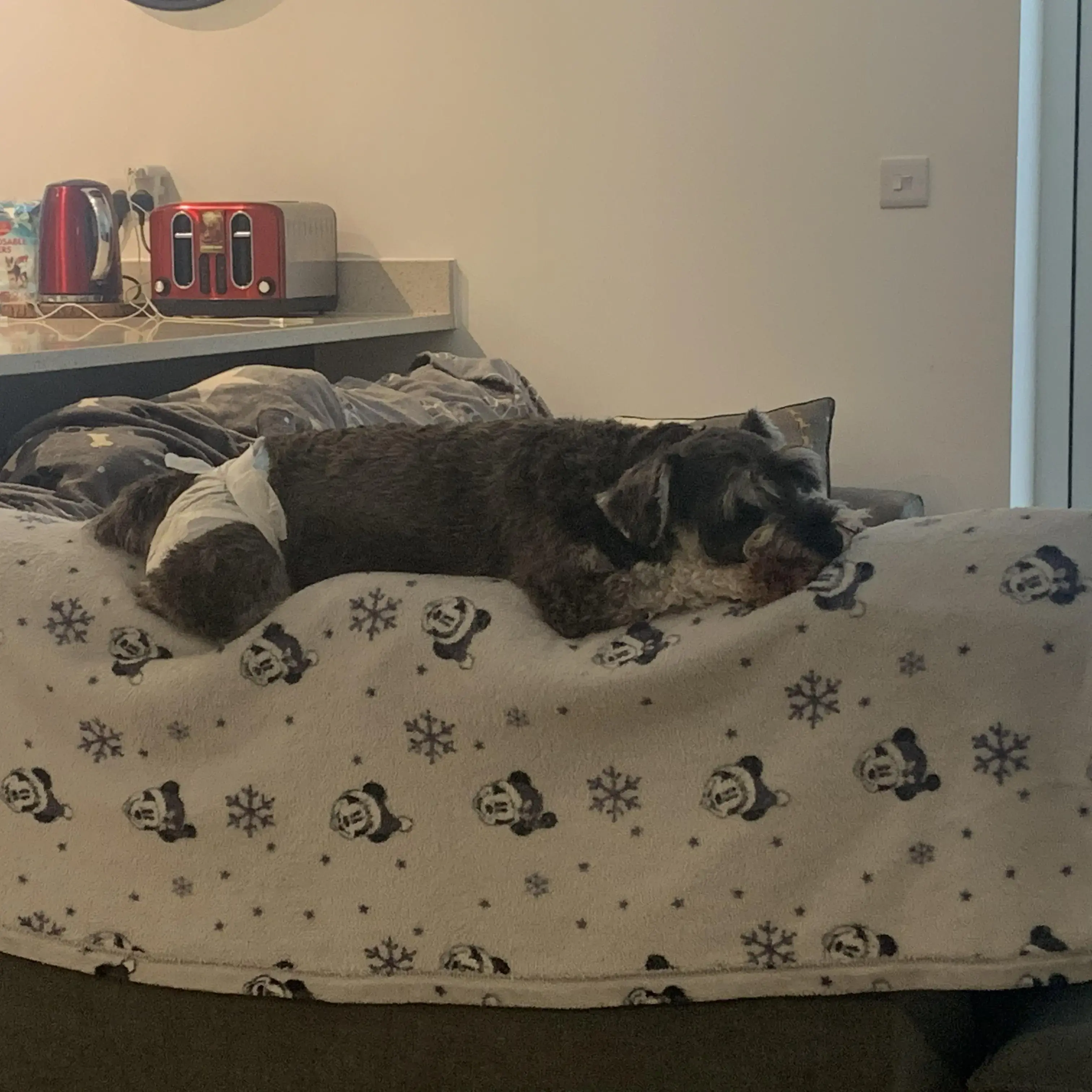 Schnauzer (Miniature)