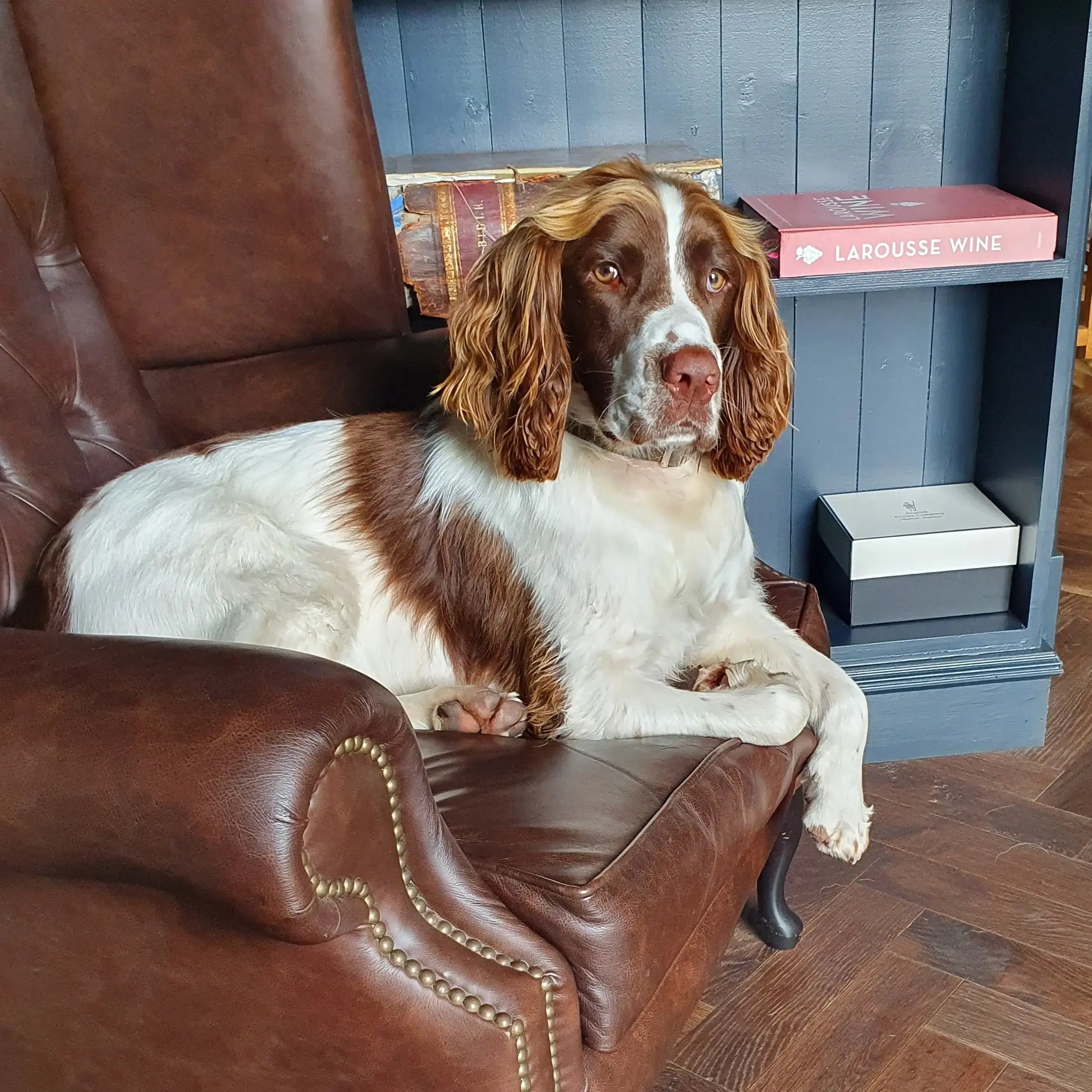 English Springer Spaniel