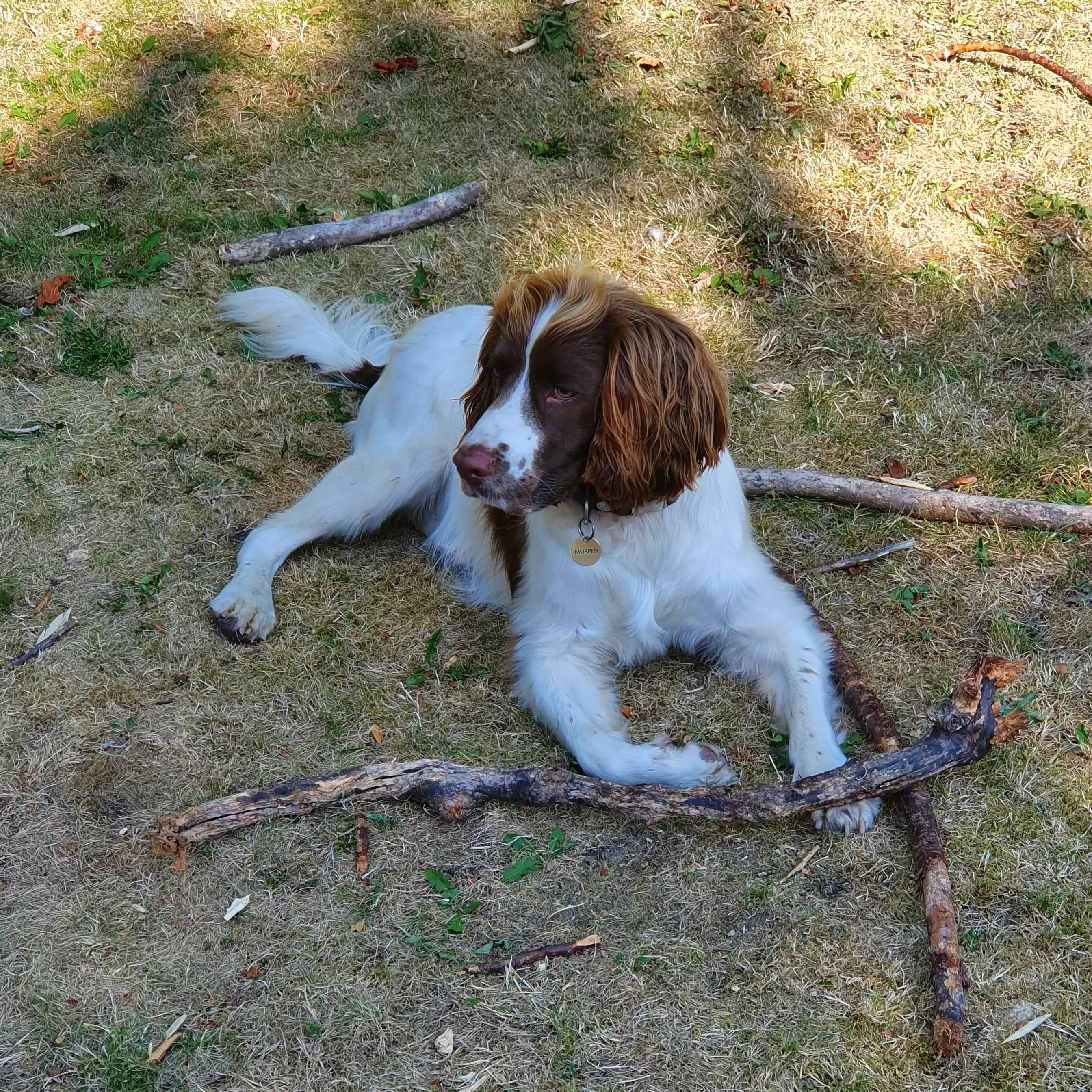 English Springer Spaniel