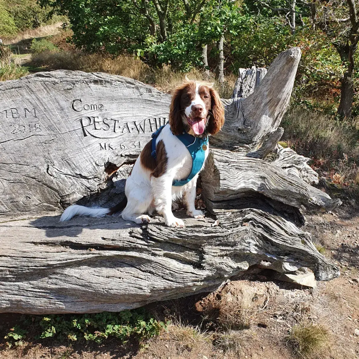 English Springer Spaniel