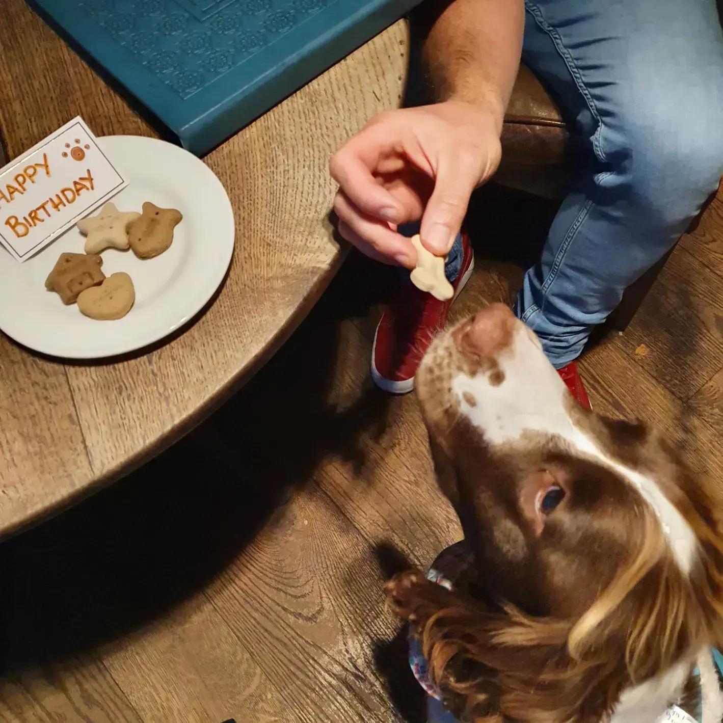 English Springer Spaniel