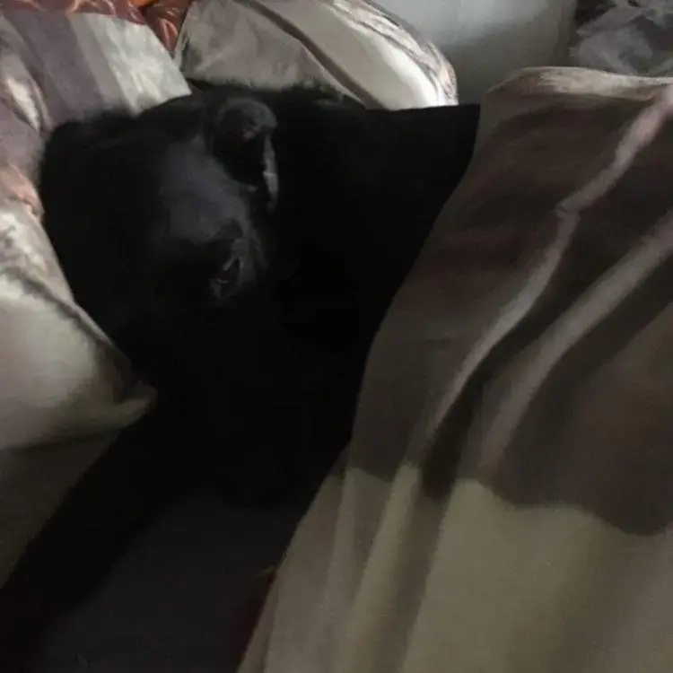 Australian Shepherd Dog