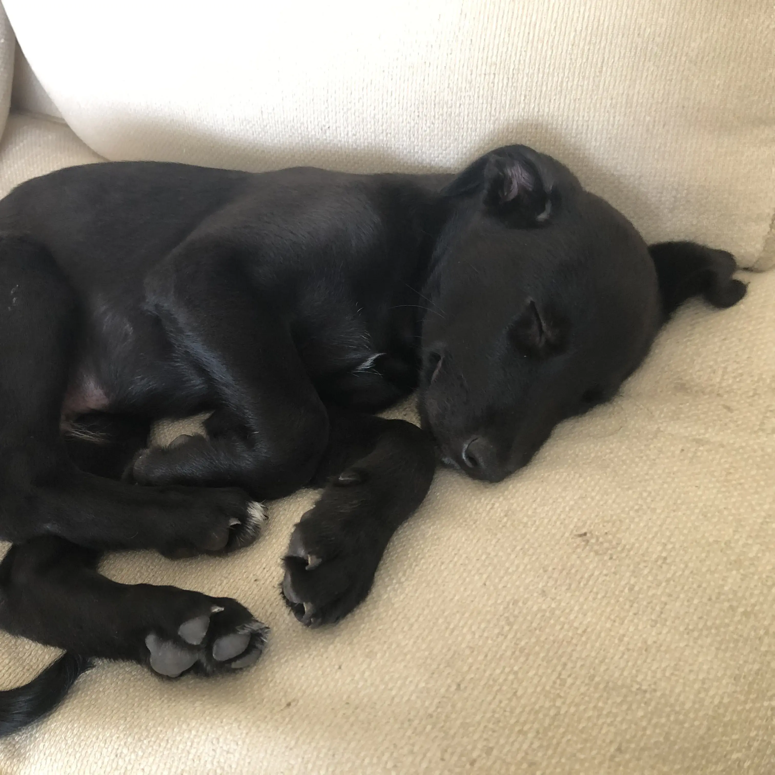 Australian Shepherd Dog