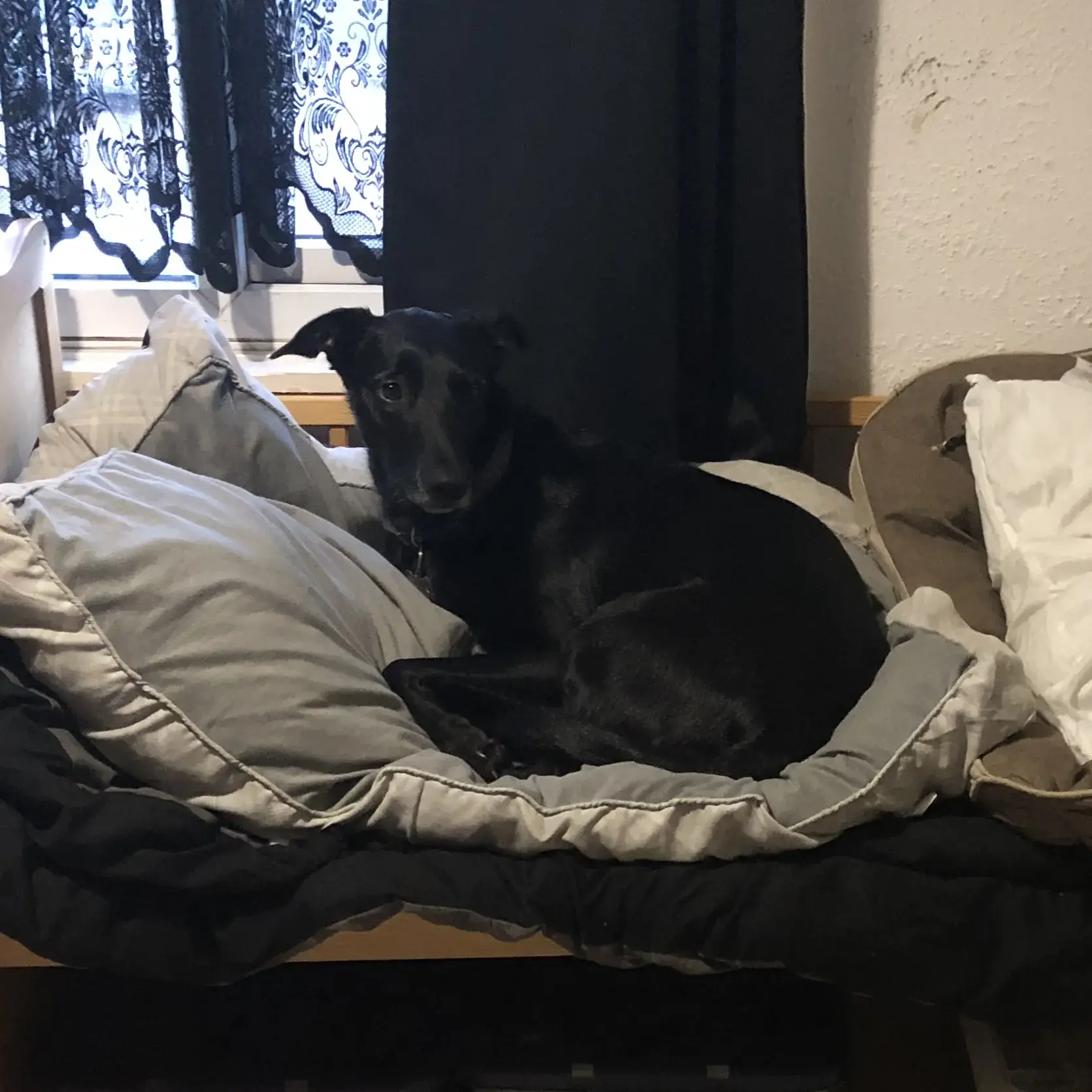 Australian Shepherd Dog