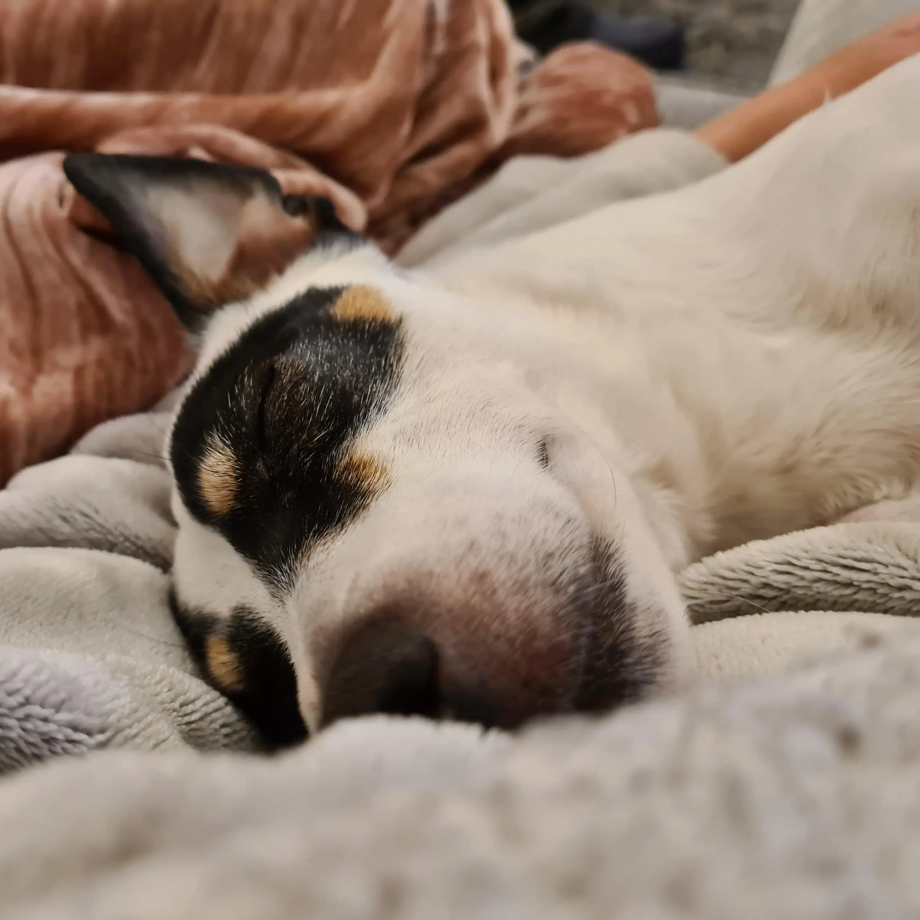 Jack Russell Terrier