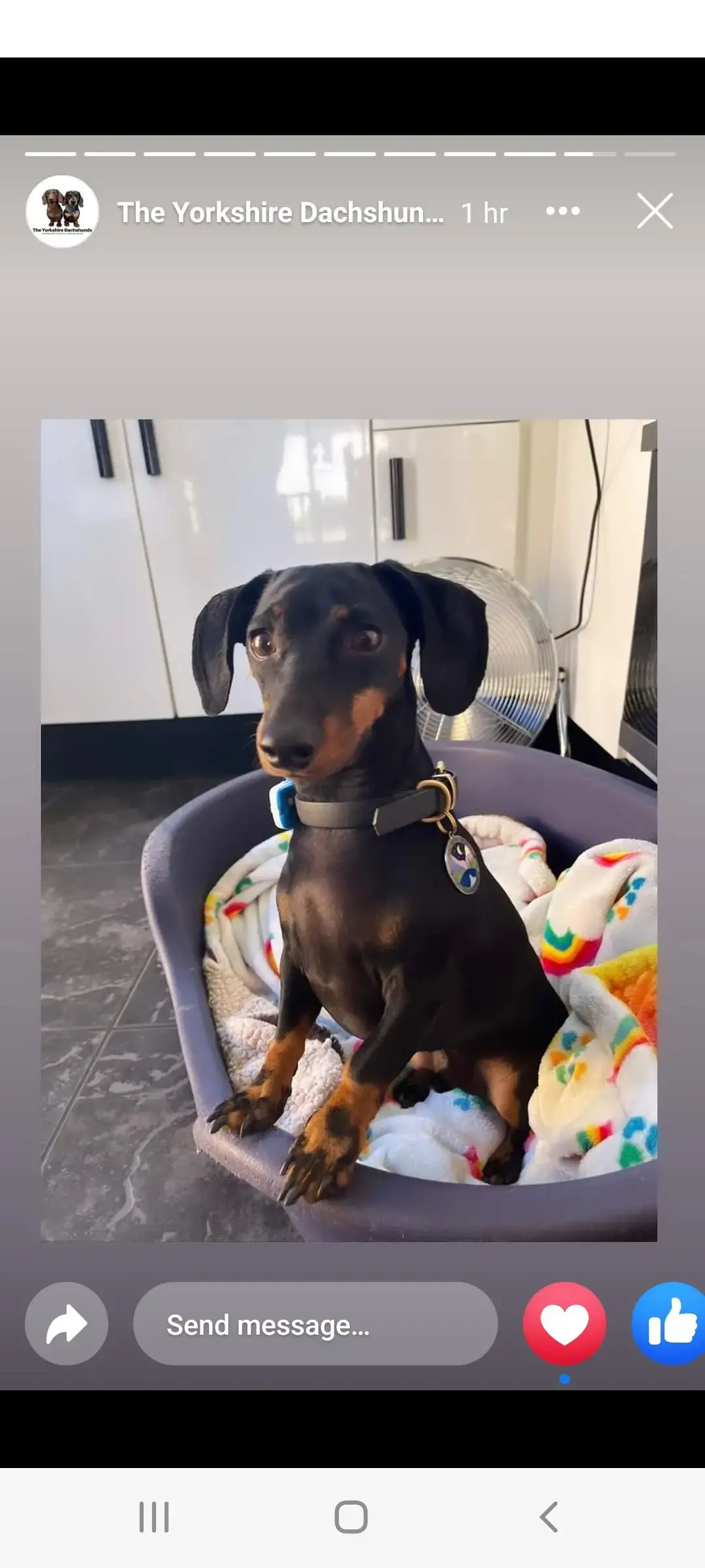 Dachshund (Miniature Smooth-Haired)