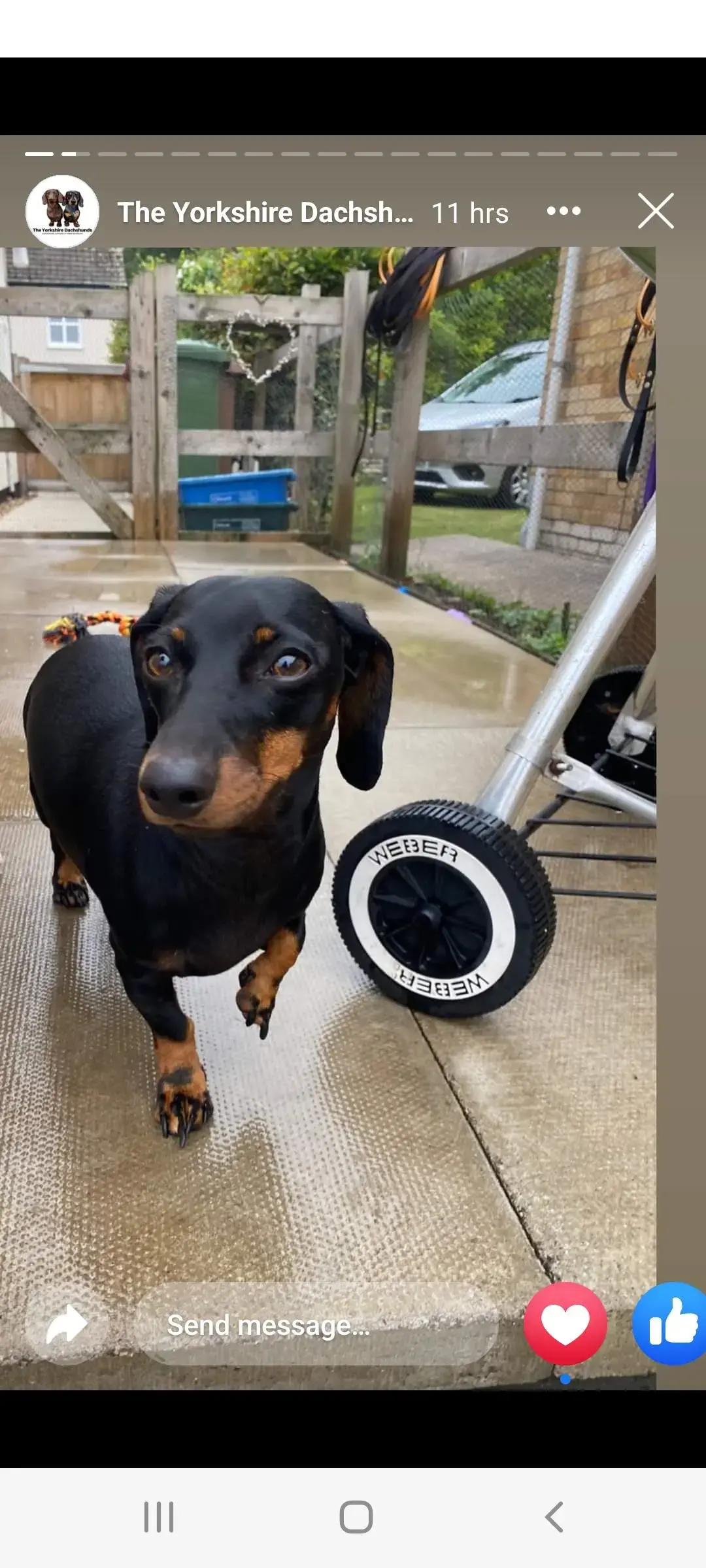 Dachshund (Miniature Smooth-Haired)