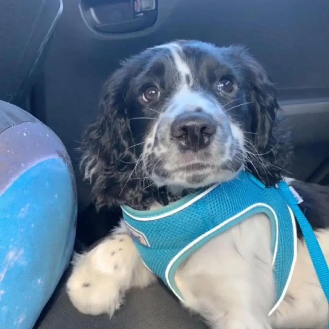 Cocker Spaniel (English)