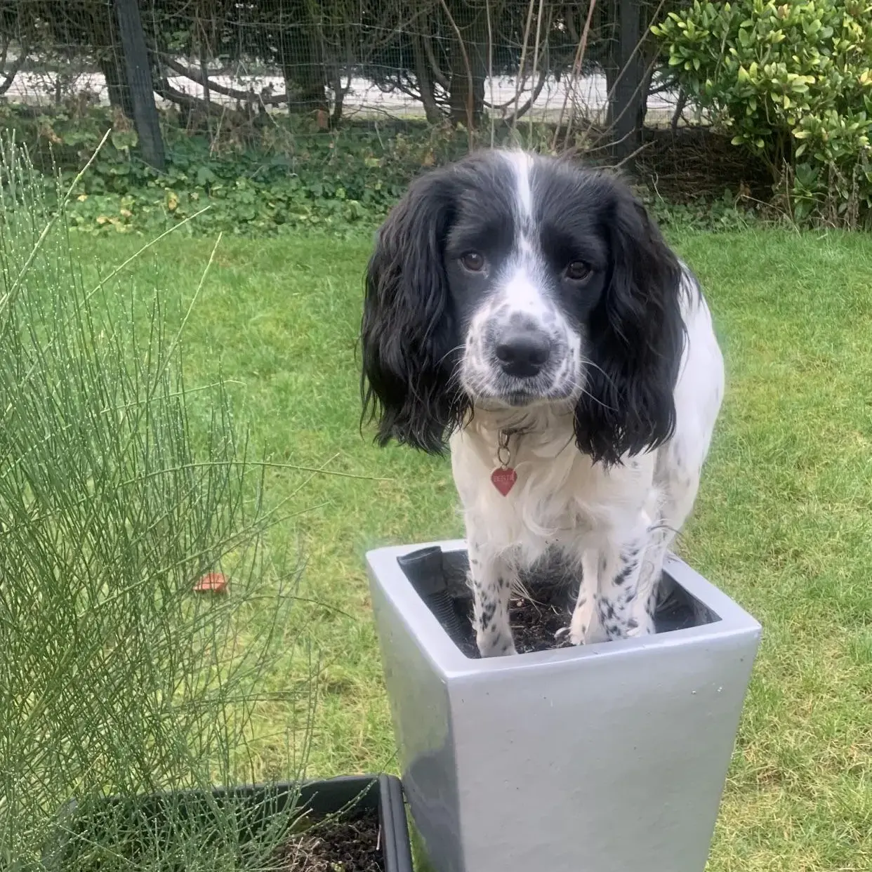 Cocker Spaniel (English)