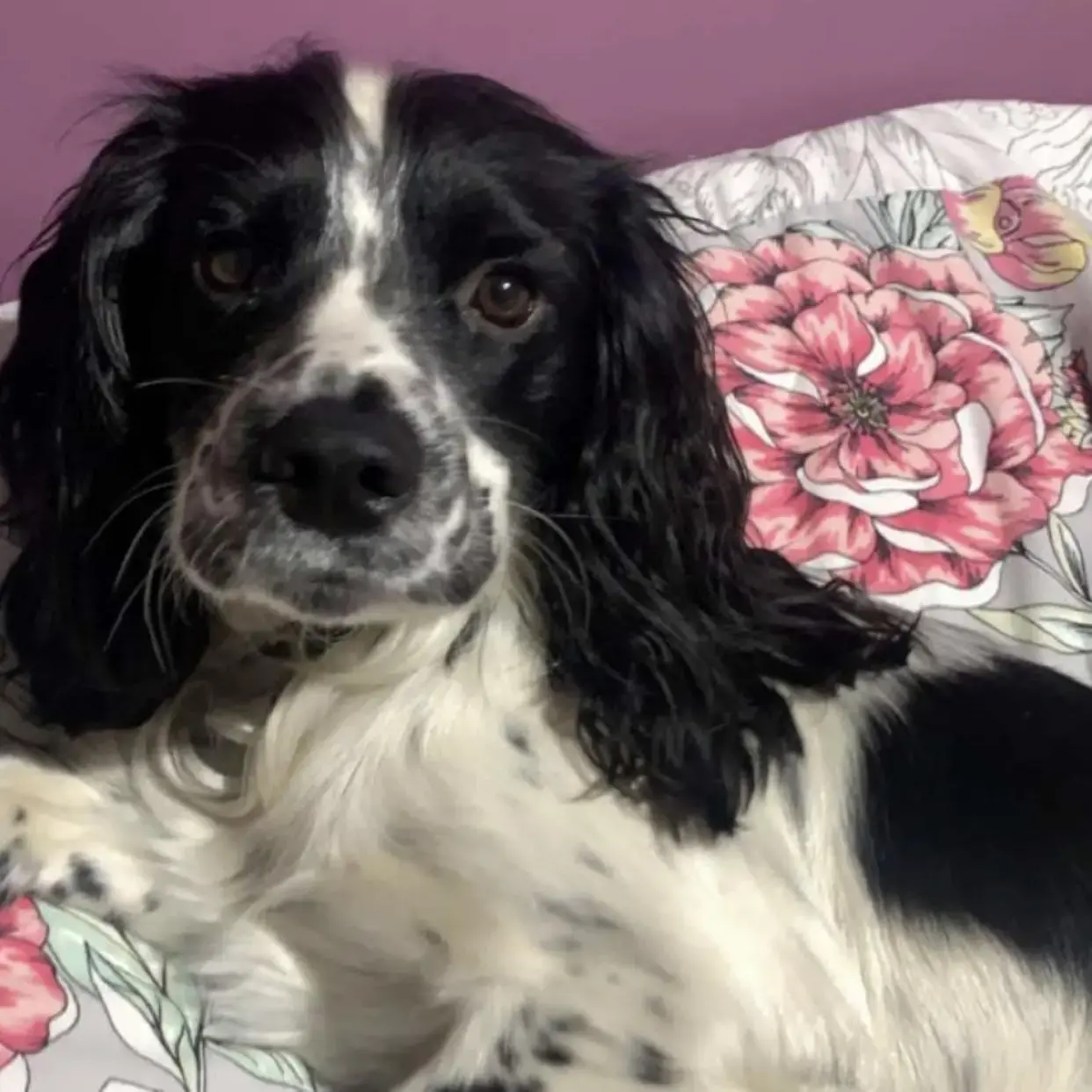 Cocker Spaniel (English)