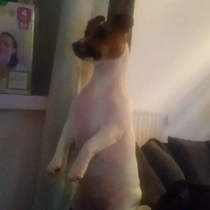 Jack Russell Terrier