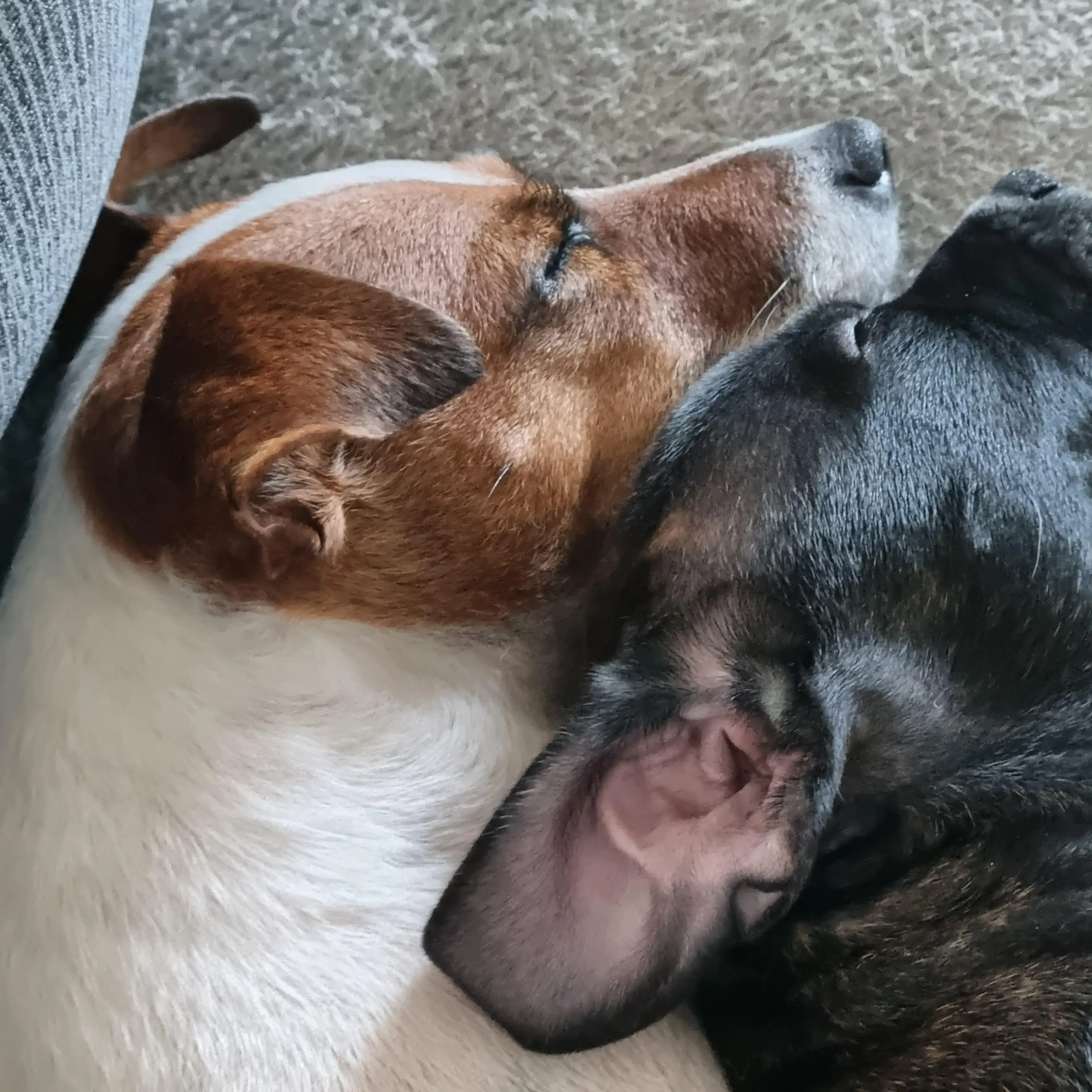 Jack Russell Terrier