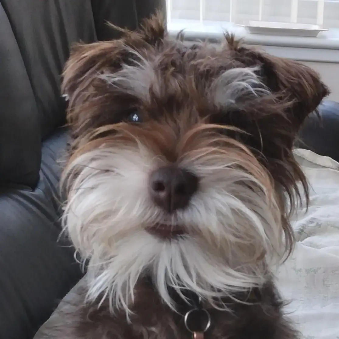 Schnauzer (Miniature)