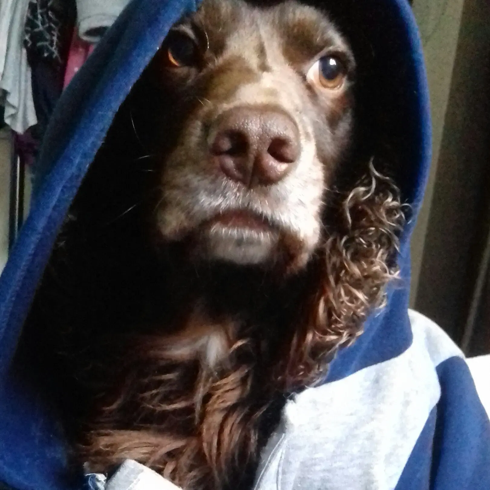 Cocker Spaniel (English)