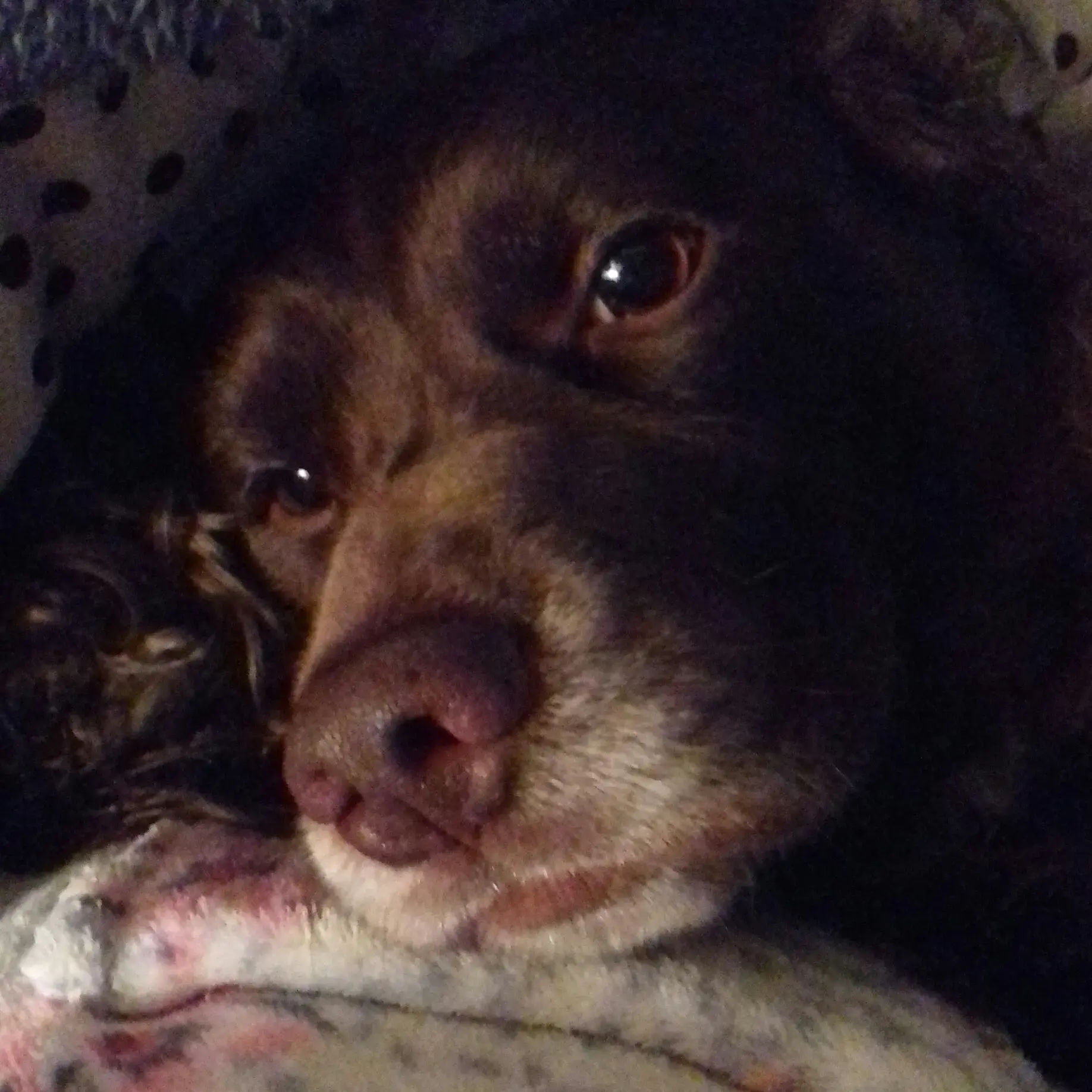 Cocker Spaniel (English)