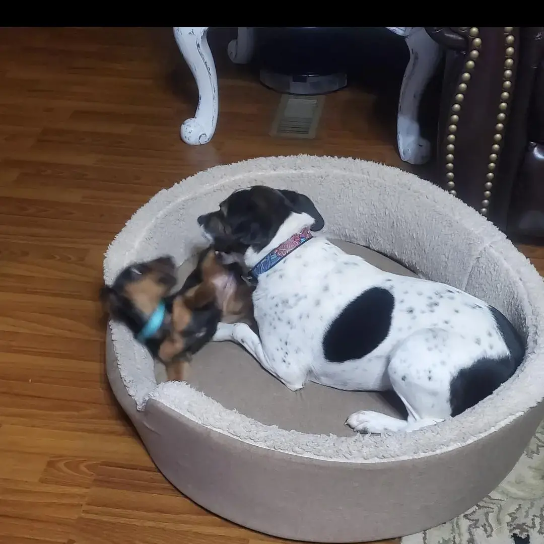 Jack Russell Terrier