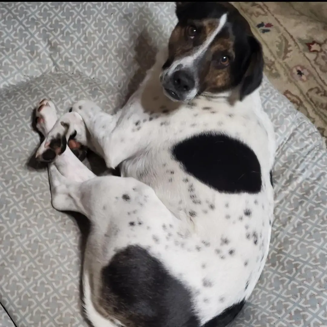 Jack Russell Terrier