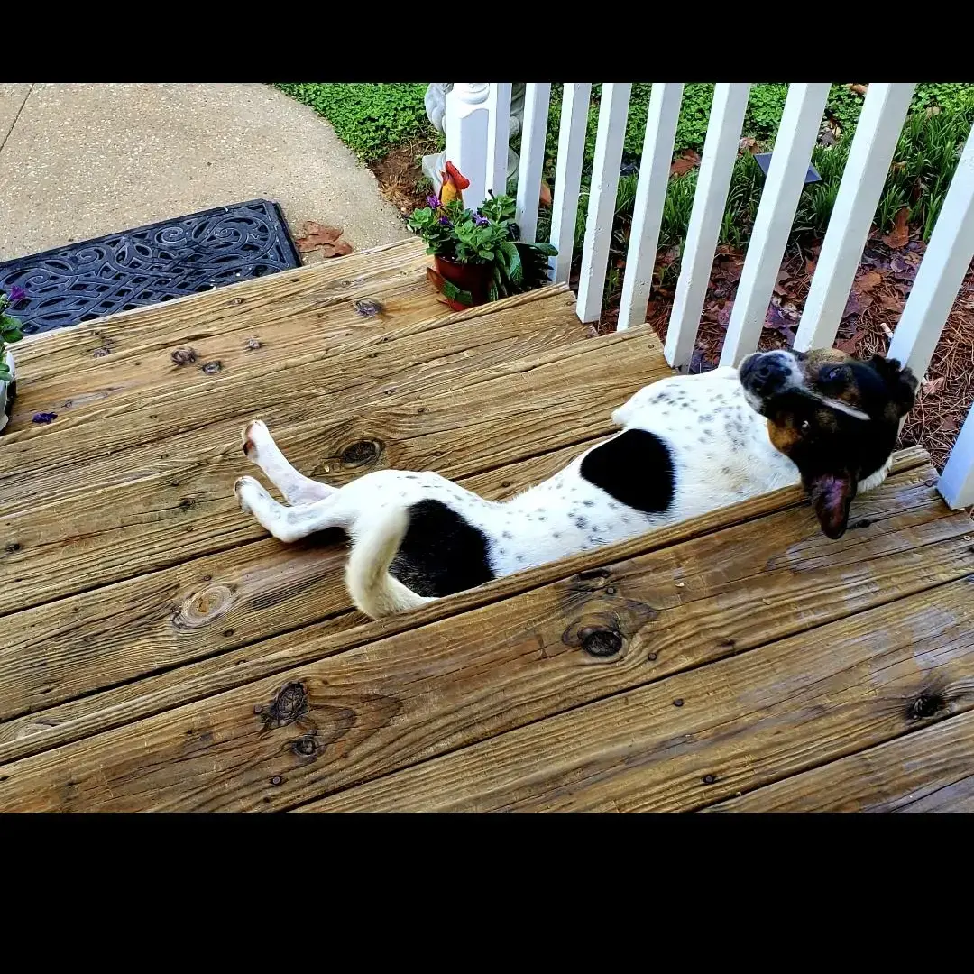 Jack Russell Terrier