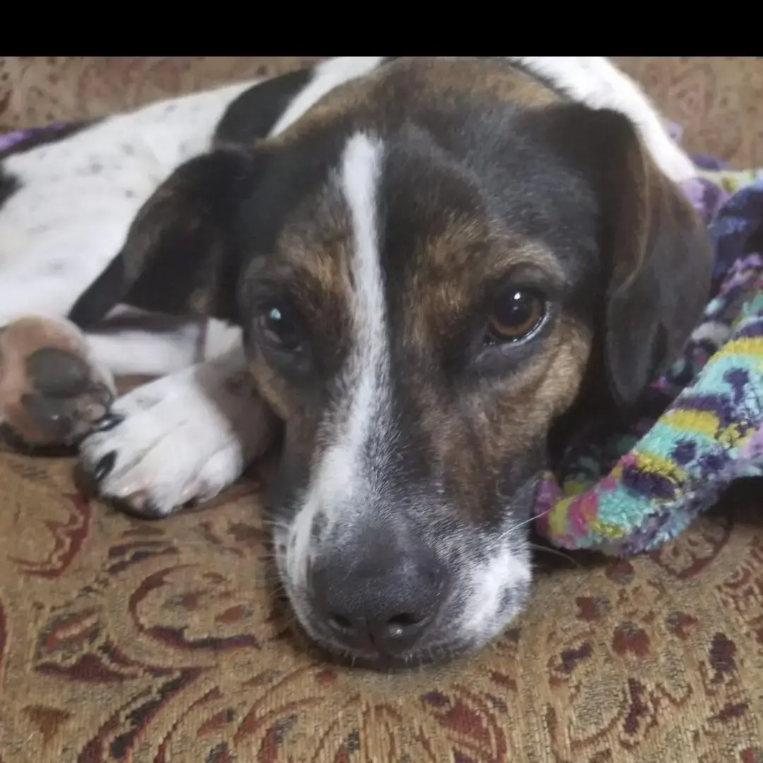 Jack Russell Terrier