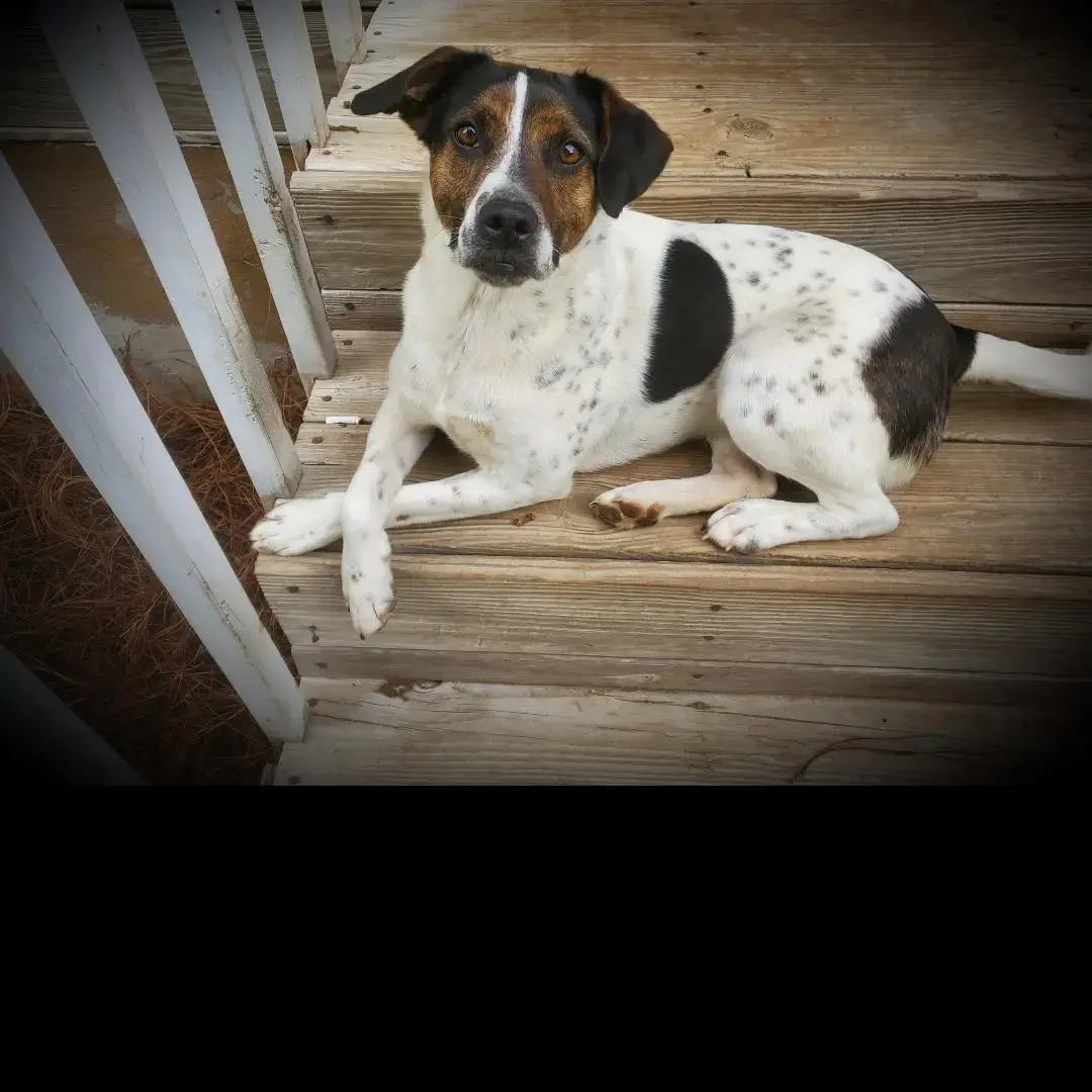 Jack Russell Terrier