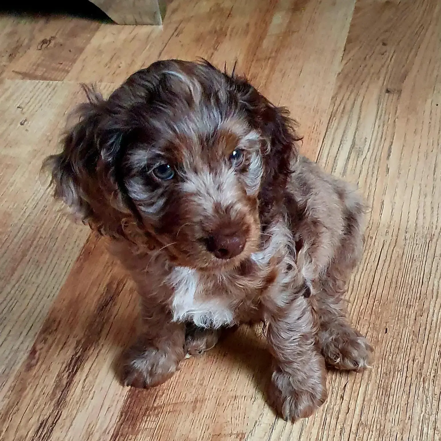 Cockapoo