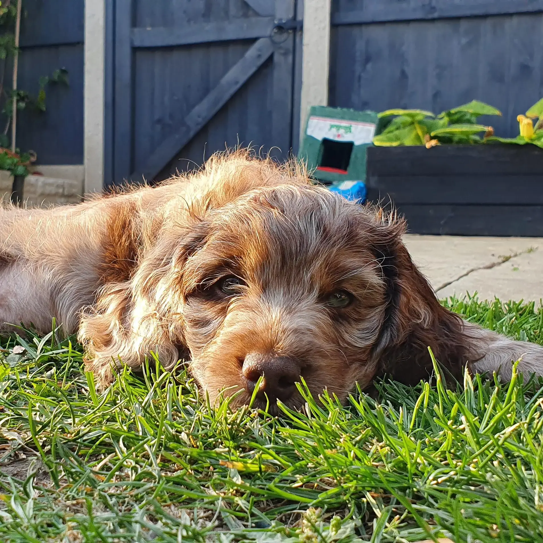 Cockapoo