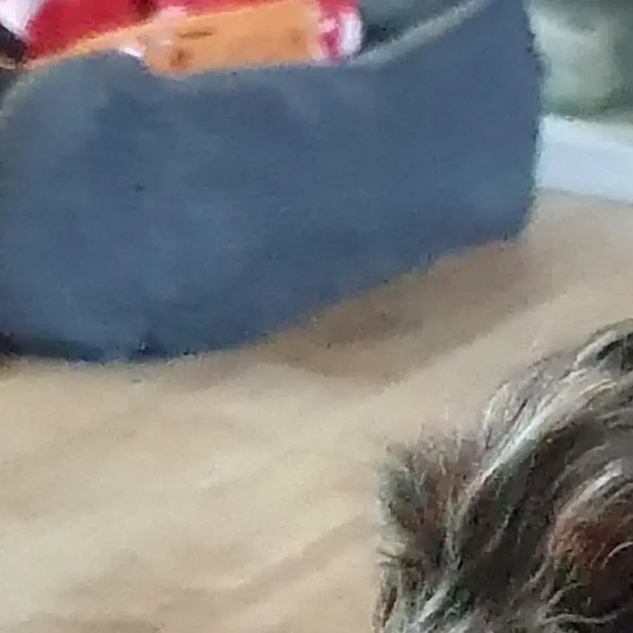 Cockapoo