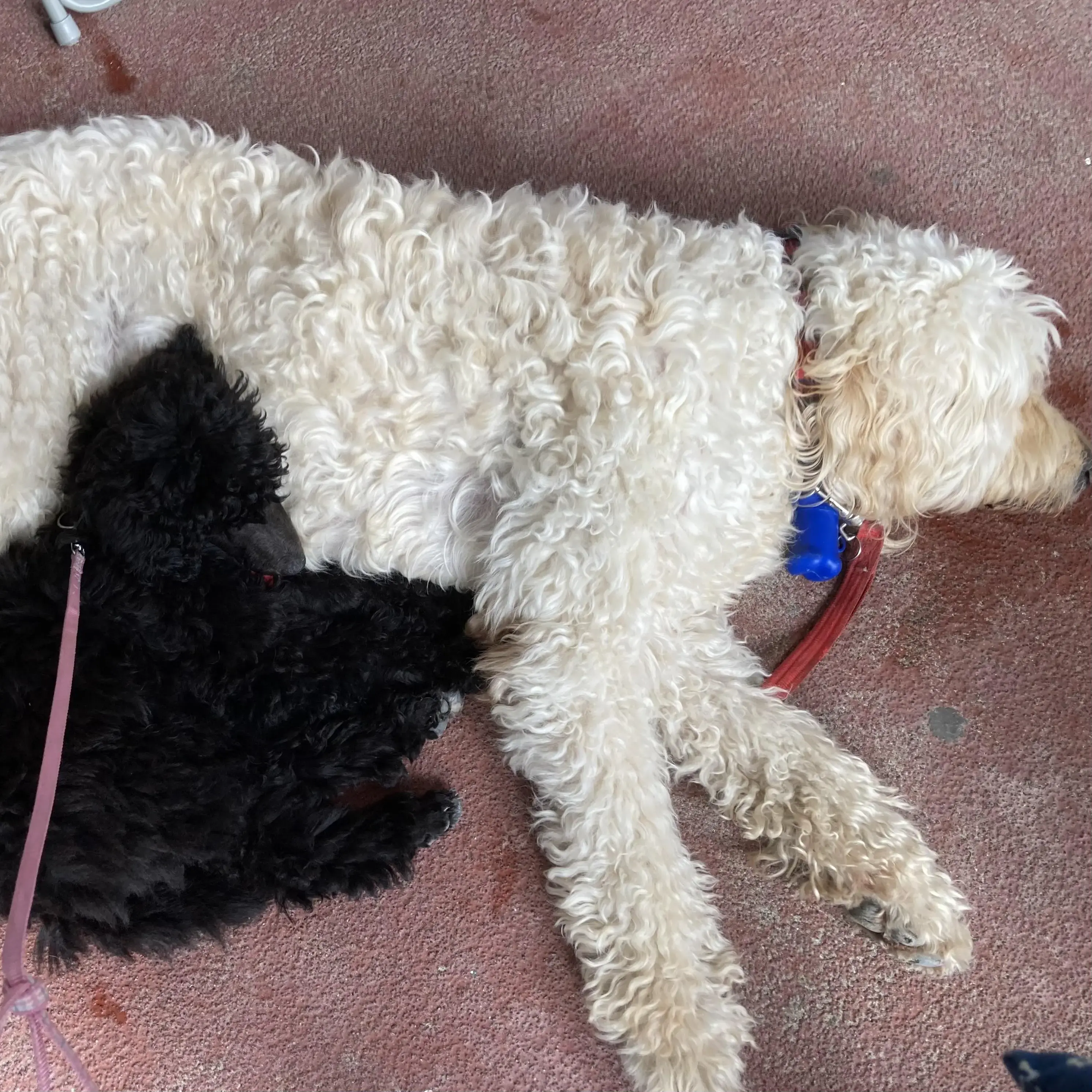 Goldendoodle