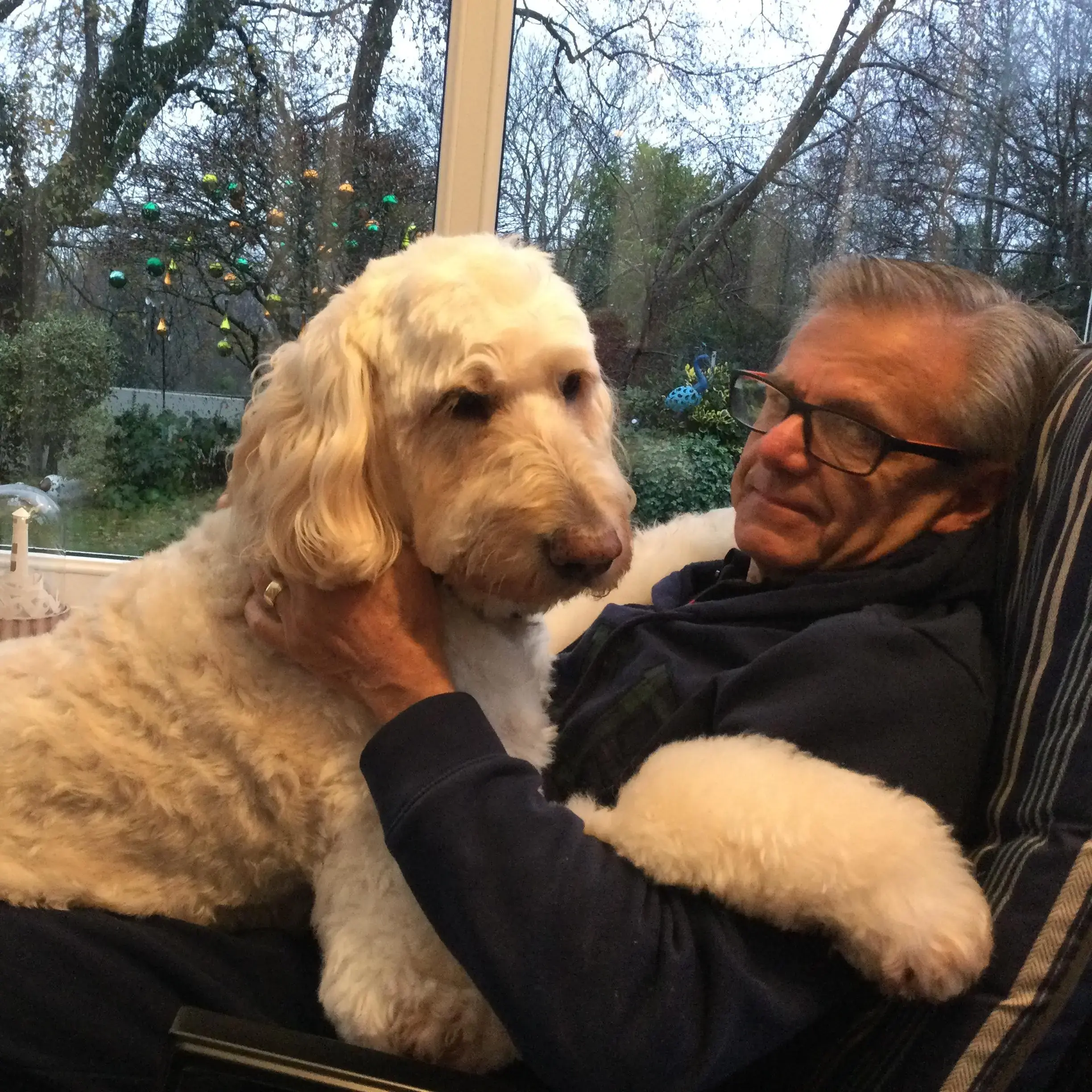 Goldendoodle