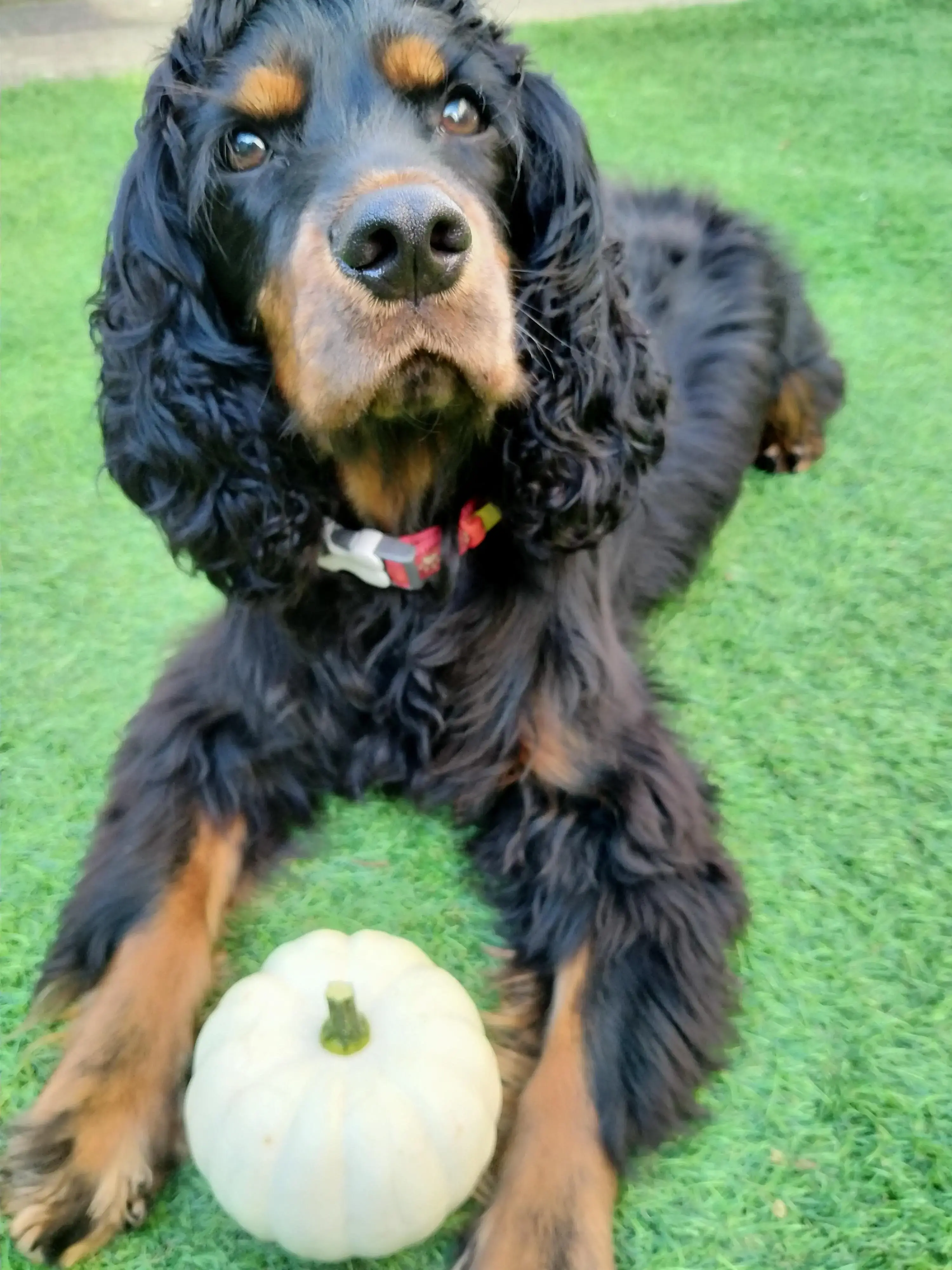 Cocker Spaniel (English)