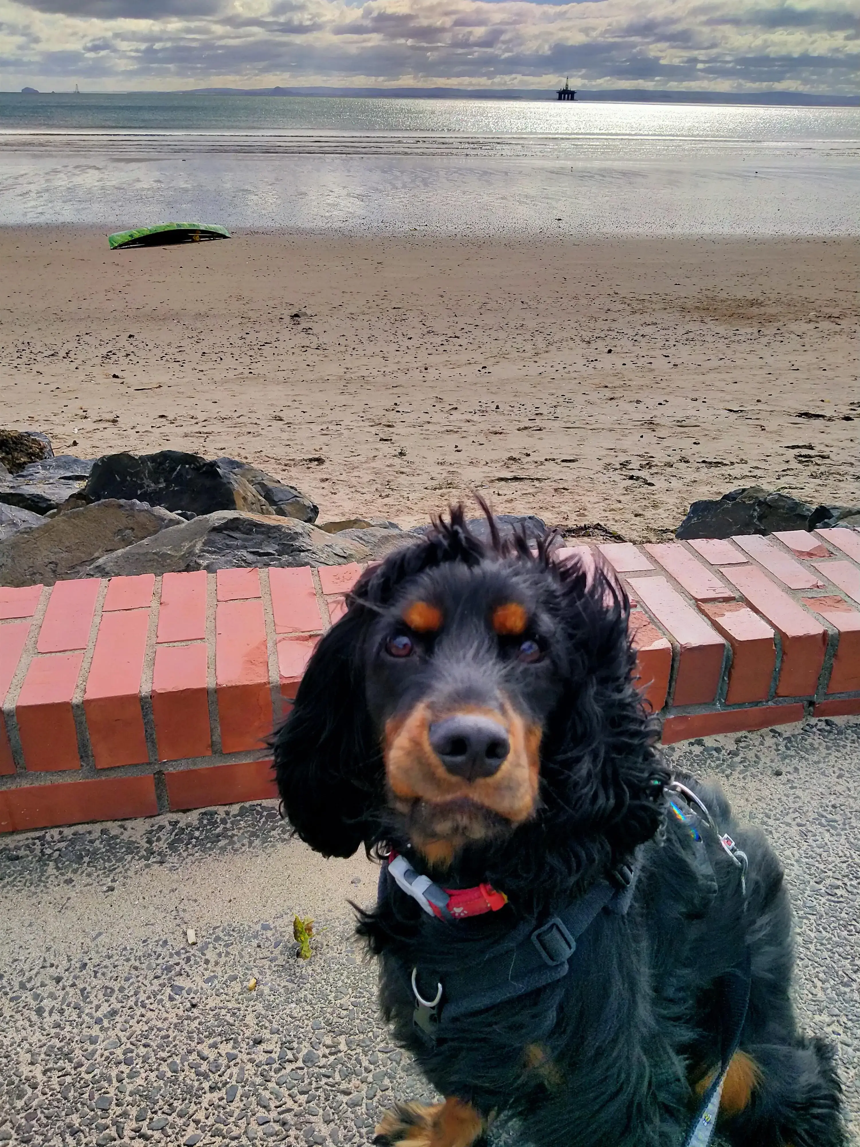 Cocker Spaniel (English)