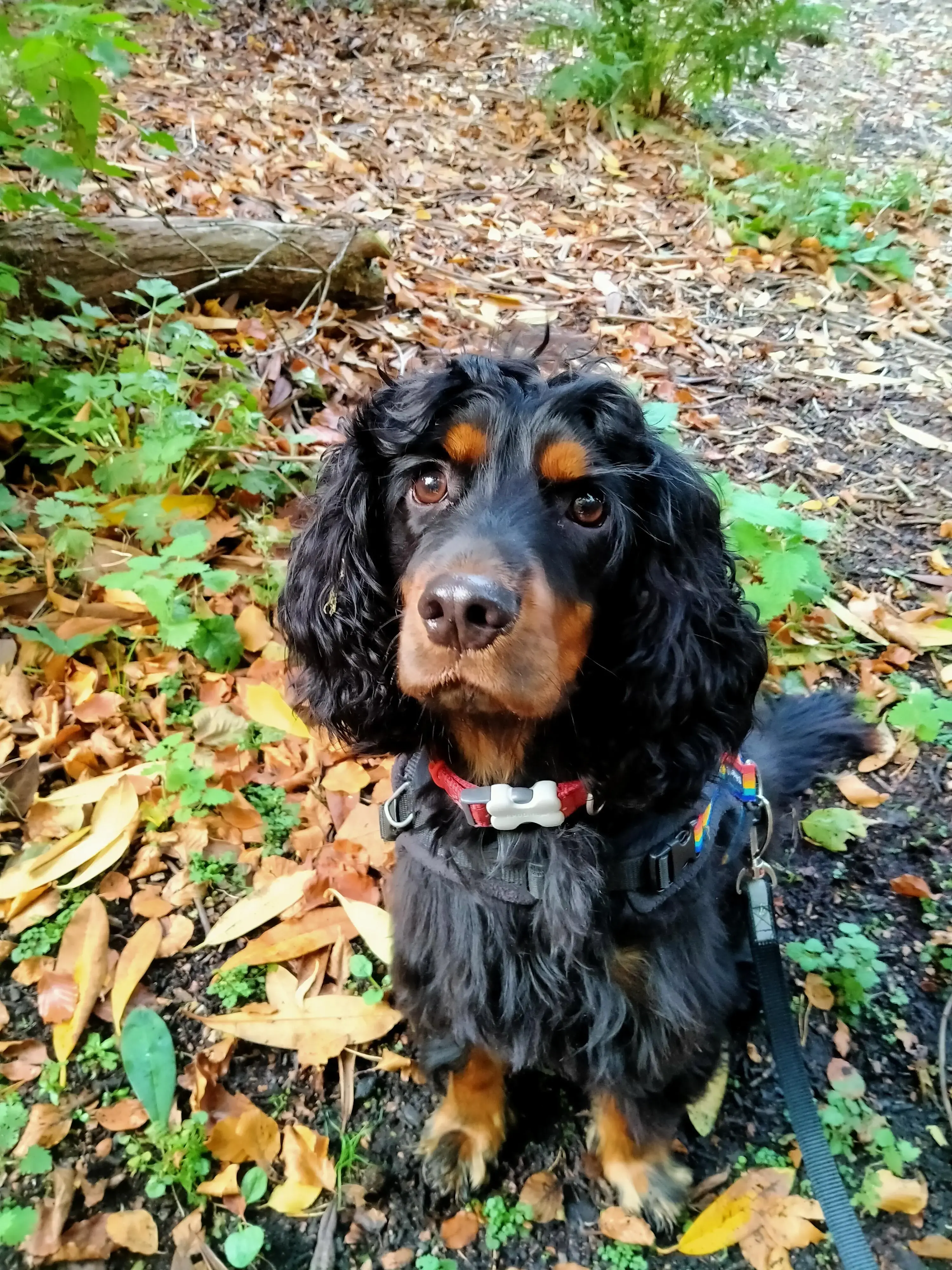 Cocker Spaniel (English)