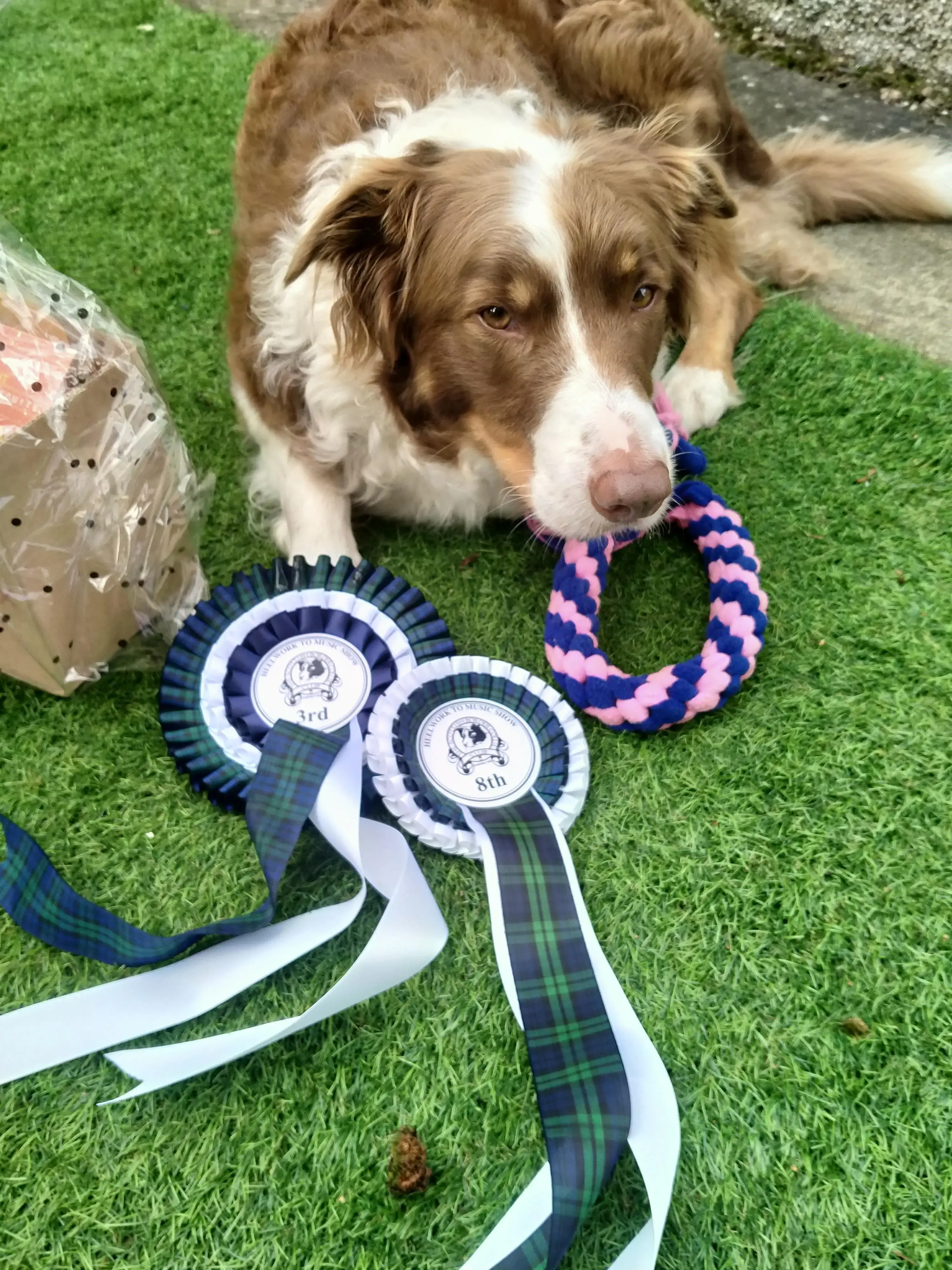 Border Collie