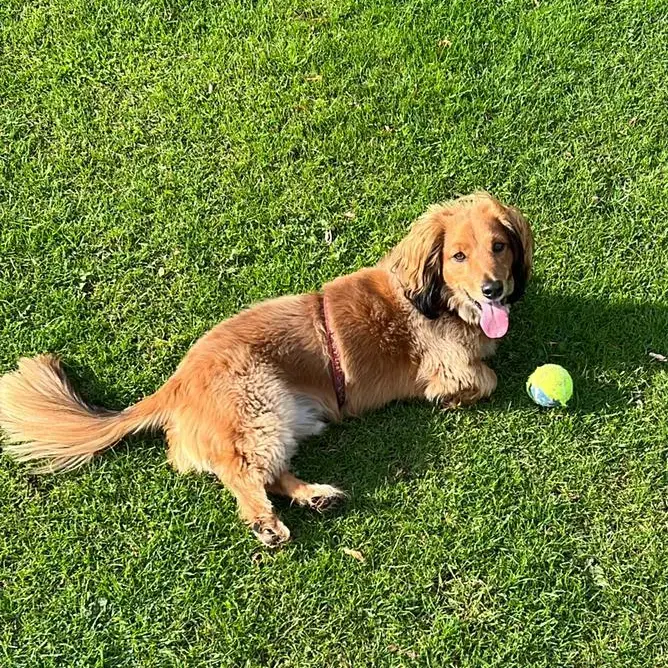 Dachshund (Long-Haired)