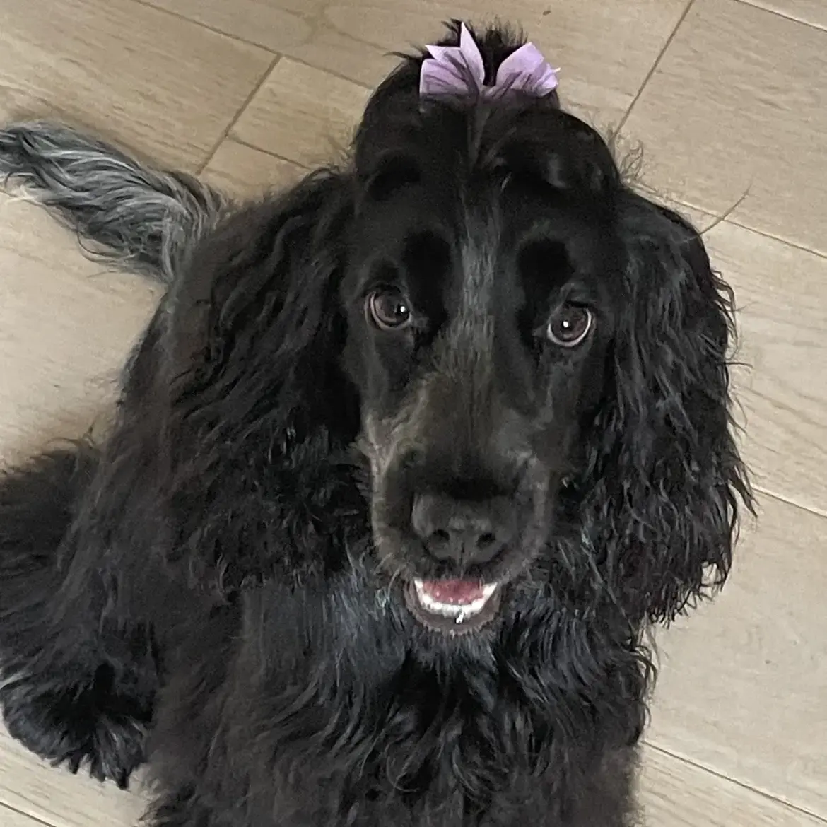 Cocker Spaniel (English)