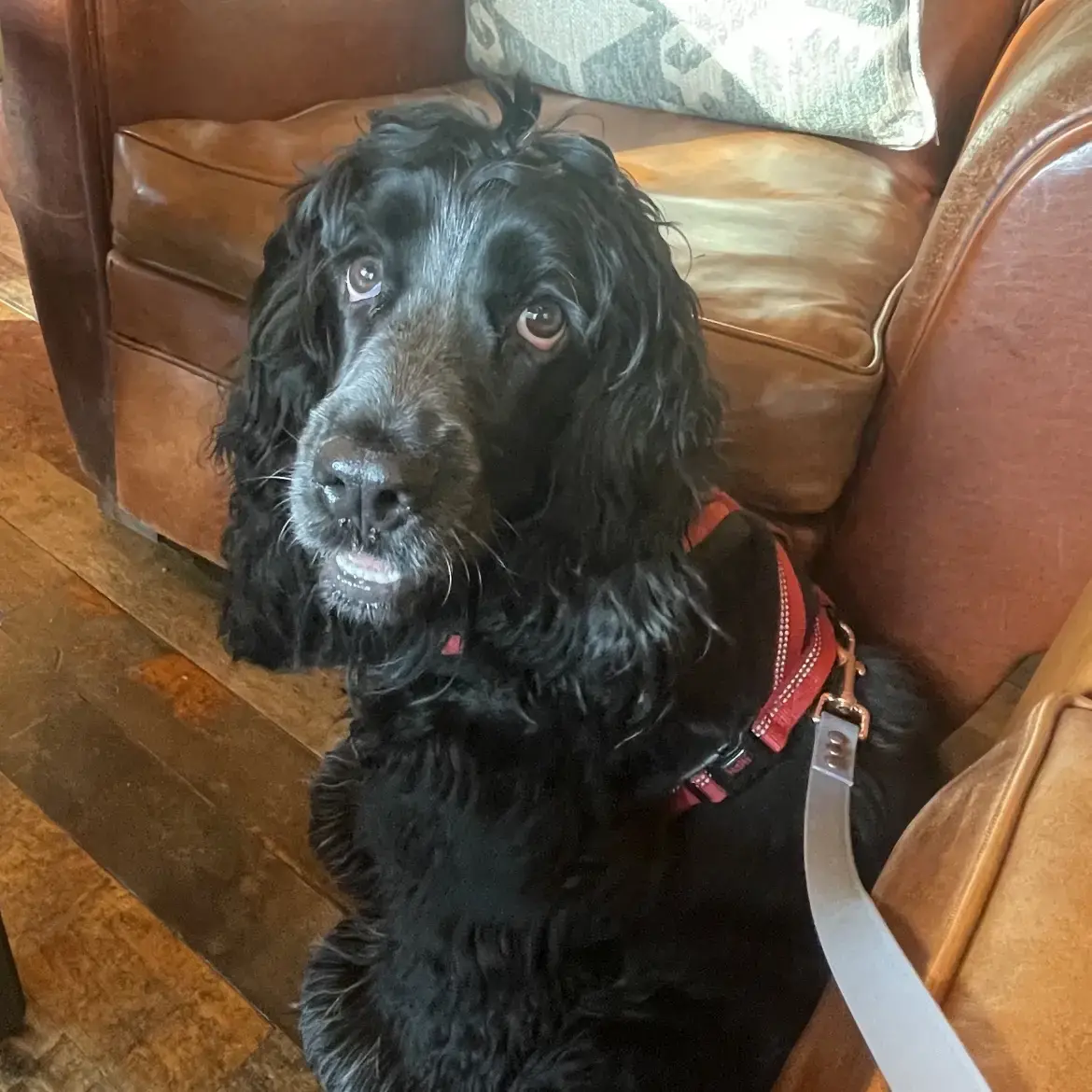 Cocker Spaniel (English)