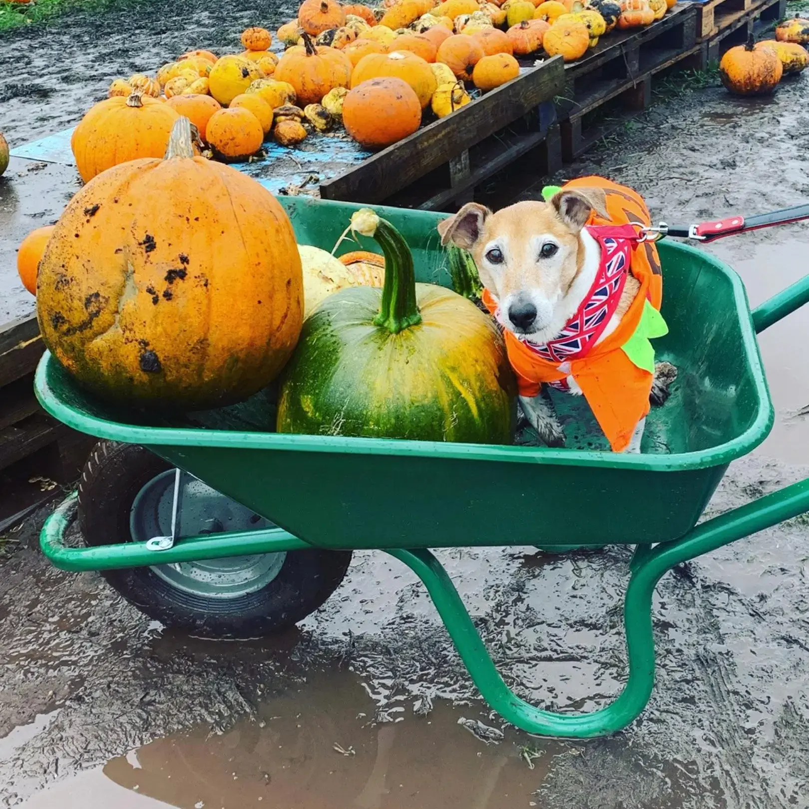 Jack Russell Terrier