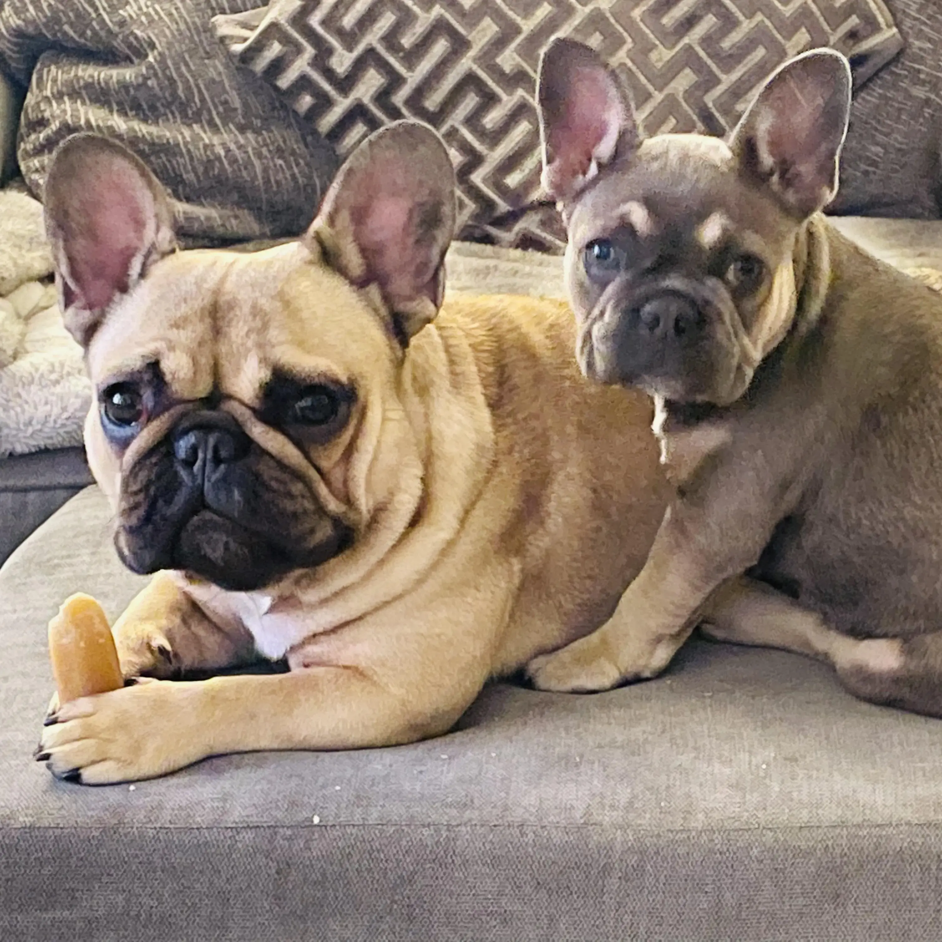 French Bulldog