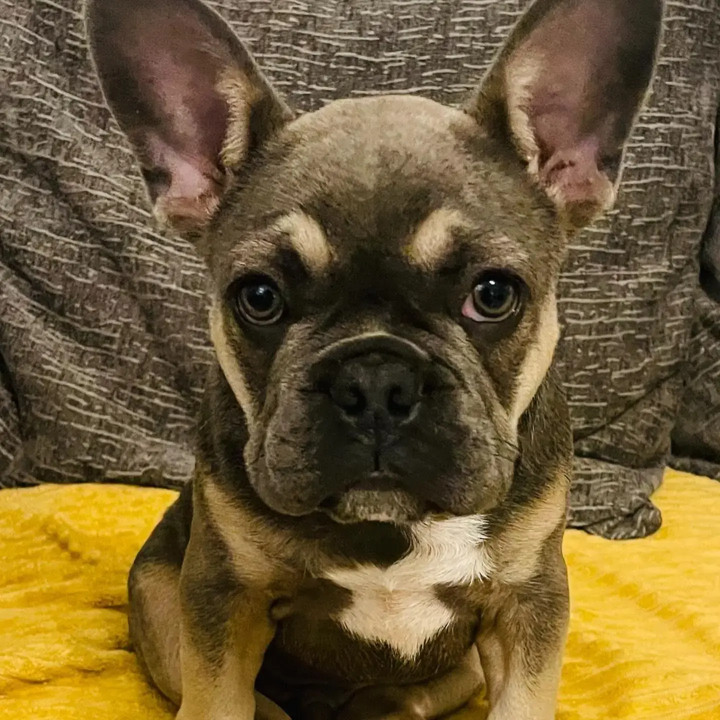 French Bulldog