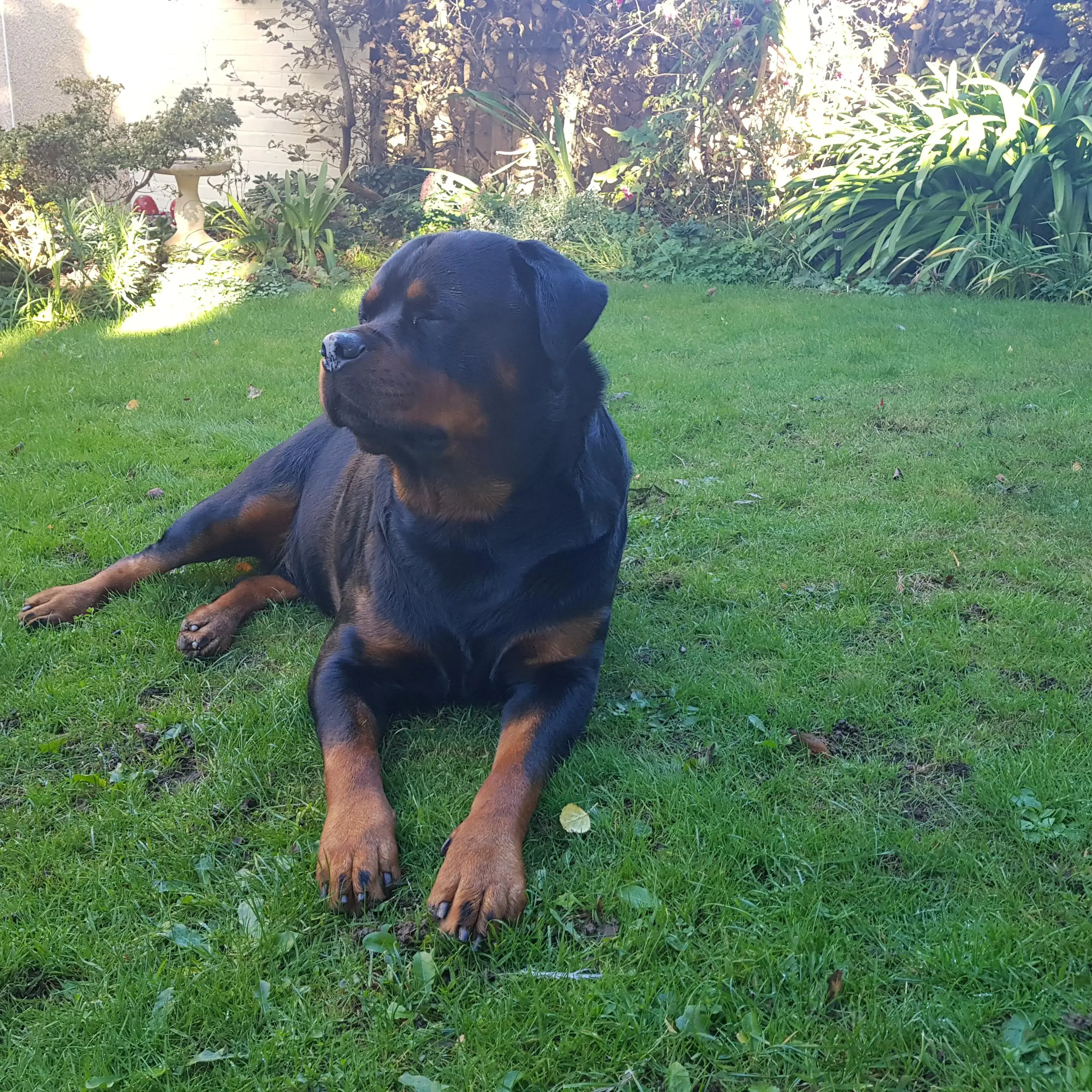 Rottweiler