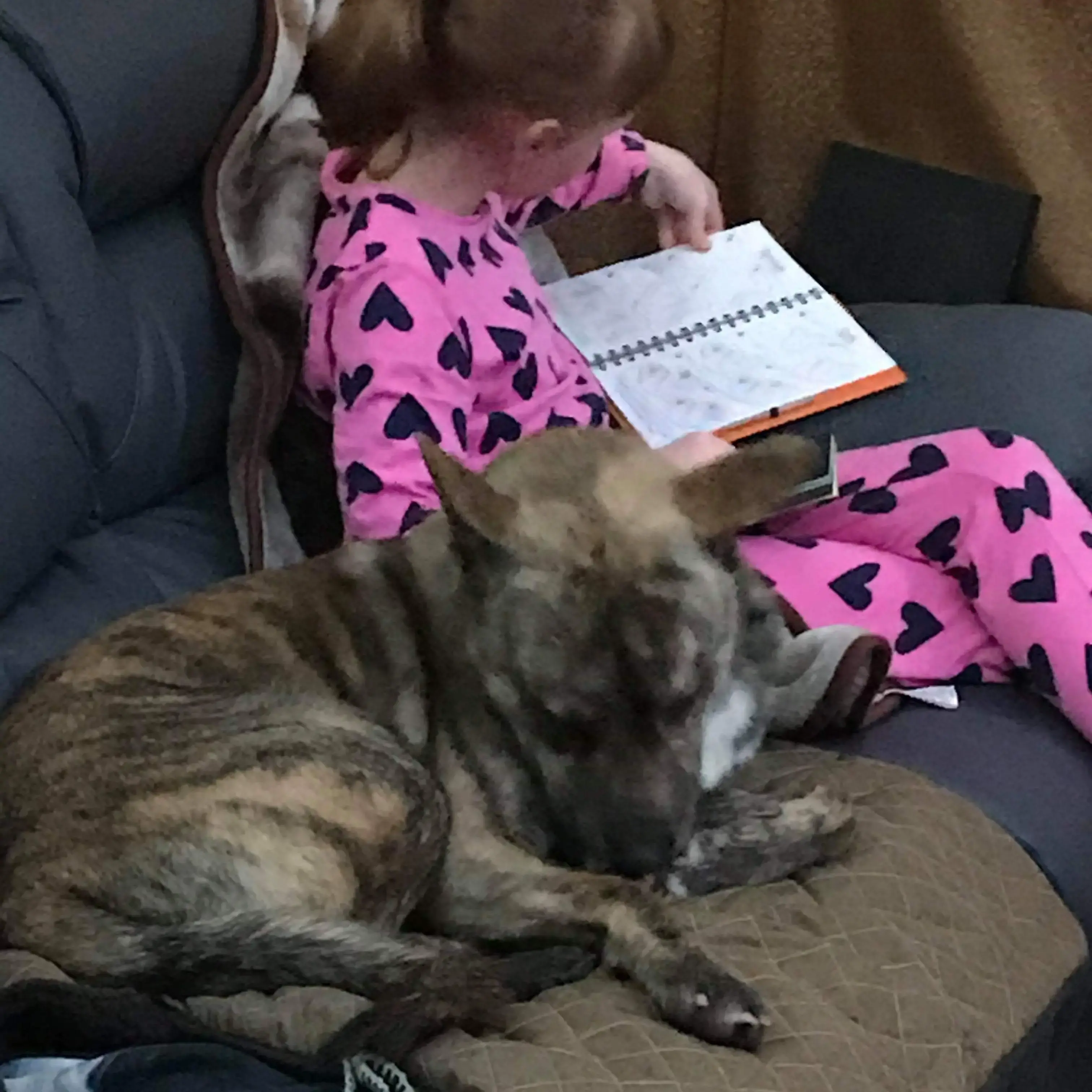 Staffordshire Bull Terrier