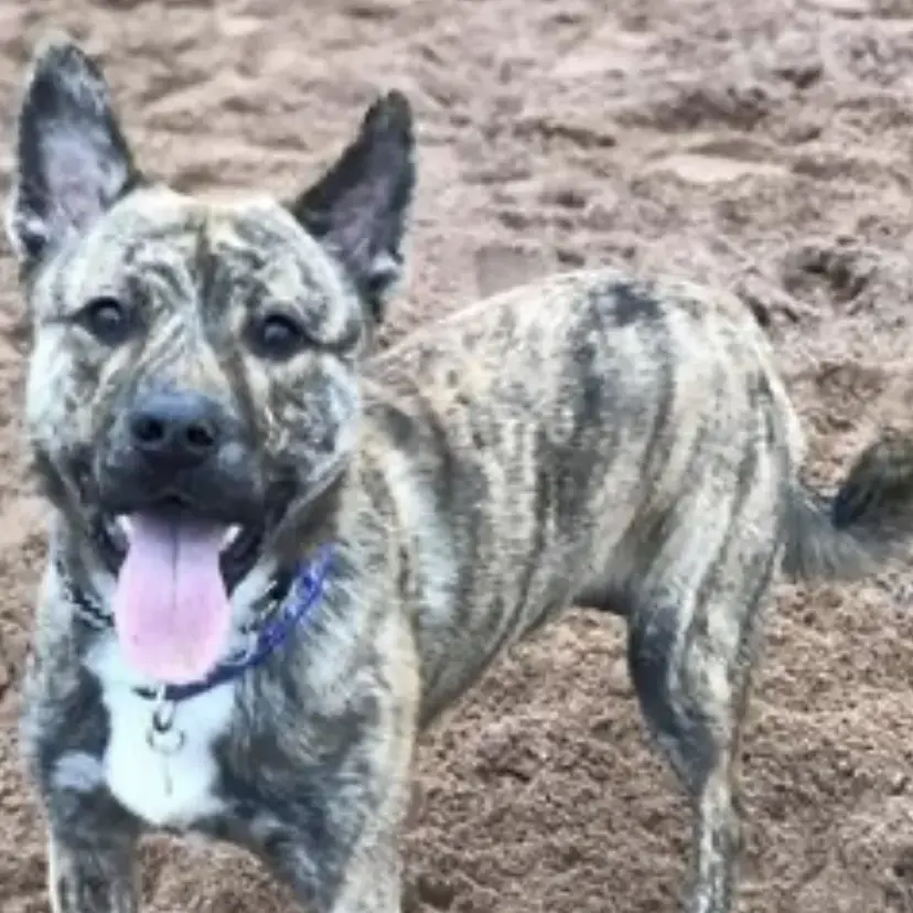 Staffordshire Bull Terrier