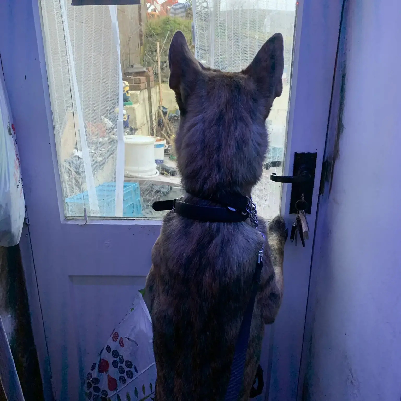 Staffordshire Bull Terrier