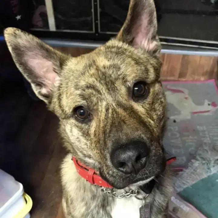 Staffordshire Bull Terrier