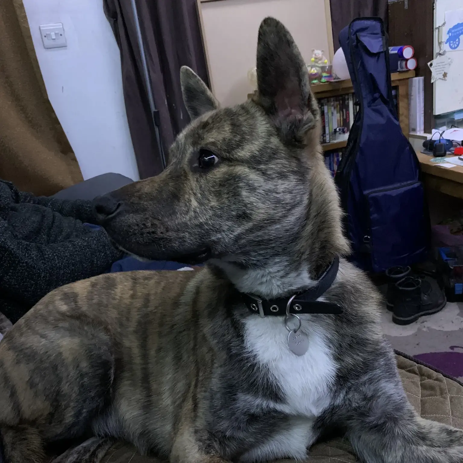 Staffordshire Bull Terrier